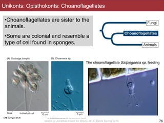 Slides by Jonathan Eisen for BIS2C at UC Davis Spring 2016
Unikonts: Opisthokonts: Choanoflagellates
•Choanoflagellates are sister to the
animals.
•Some are colonial and resemble a
type of cell found in sponges.
76
The choanoﬂagellate Salpingoeca sp. feeding
 