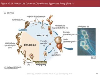 Slides by Jonathan Eisen for BIS2C at UC Davis Spring 2016
Figure 30.14 Sexual Life Cycles of Chytrids and Zygospore Fungi (Part 1)
78
 
