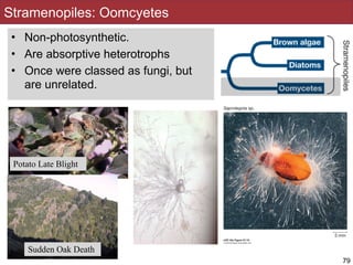 Stramenopiles: Oomcyetes
Phytophthora
Potato Late Blight
• Non-photosynthetic.
• Are absorptive heterotrophs
• Once were classed as fungi, but
are unrelated.
79
Sudden Oak Death
 