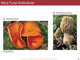 Slides by Jonathan Eisen for BIS2C at UC Davis Spring 2016
Many Fungi Multicellular
83
 