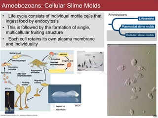 Amoebozoans: Cellular Slime Molds
• Life cycle consists of individual motile cells that
ingest food by endocytosis
• This is followed by the formation of single,
multicellular fruiting structure
• Each cell retains its own plasma membrane
and individuality
86
Karyo
 