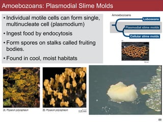 Amoebozoans: Plasmodial Slime Molds
• Individual motile cells can form single,
multinucleate cell (plasmodium)
• Ingest food by endocytosis
• Form spores on stalks called fruiting
bodies.
• Found in cool, moist habitats
88
 