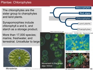 Slides by Jonathan Eisen for BIS2C at UC Davis Spring 2016
The chlorophytes are the
sister group to charophytes
and land plants.
Synapomorphies include
chlorophyll a and b, and
starch as a storage product.
More than 17,000 species;
marine, freshwater, and
terrestrial. Unicellular to large
90
Plantae: Chlorophytes
Movement in the green
alga Volvox
Micrasterias
 