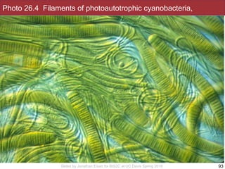 Slides by Jonathan Eisen for BIS2C at UC Davis Spring 2016
Photo 26.4 Filaments of photoautotrophic cyanobacteria,
93
 