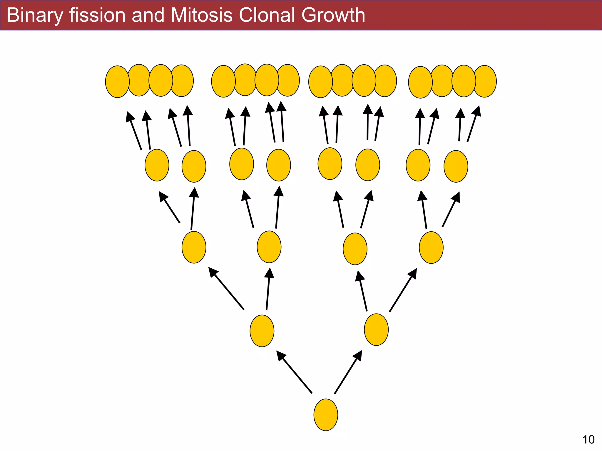 Binary fission and Mitosis Clonal Growth
10
 
