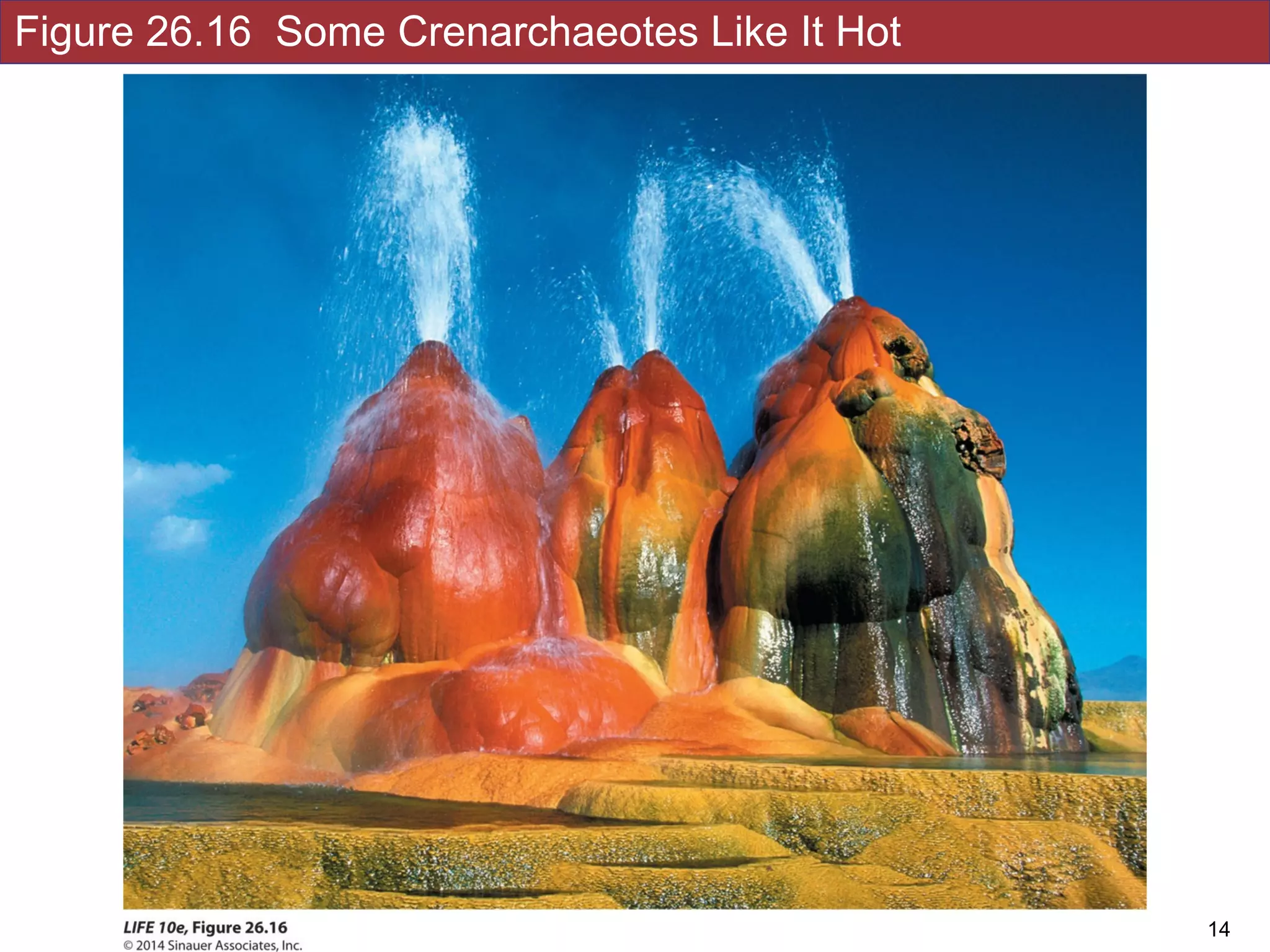 Figure 26.16 Some Crenarchaeotes Like It Hot
!14
 