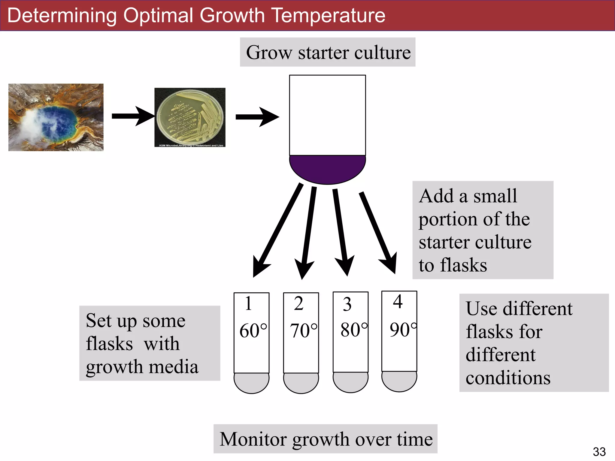 Set up some
flasks with
growth media
60° 70° 80° 90°
1 2 3 4 Use different
flasks for
different
conditions
Determining Optimal Growth Temperature
!1633
Grow starter culture
Add a small
portion of the
starter culture
to flasks
Monitor growth over time
 
