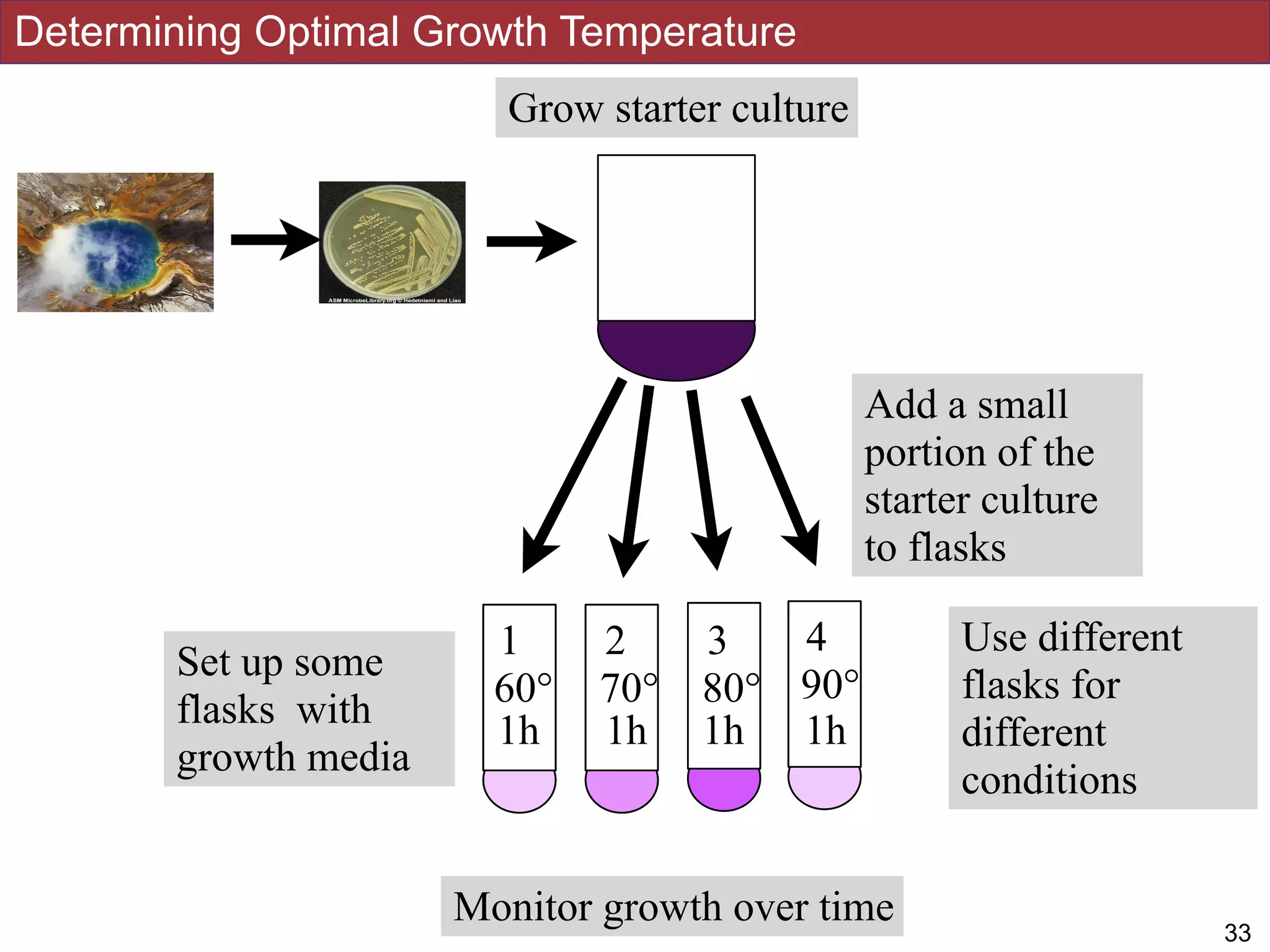 Set up some
flasks with
growth media
60° 70° 80° 90°
1 2 3 4 Use different
flasks for
different
conditions
1 2 3 4
60° 70° 80° 90°
1h 1h 1h 1h
Determining Optimal Growth Temperature
!1633
Grow starter culture
Add a small
portion of the
starter culture
to flasks
Monitor growth over time
 