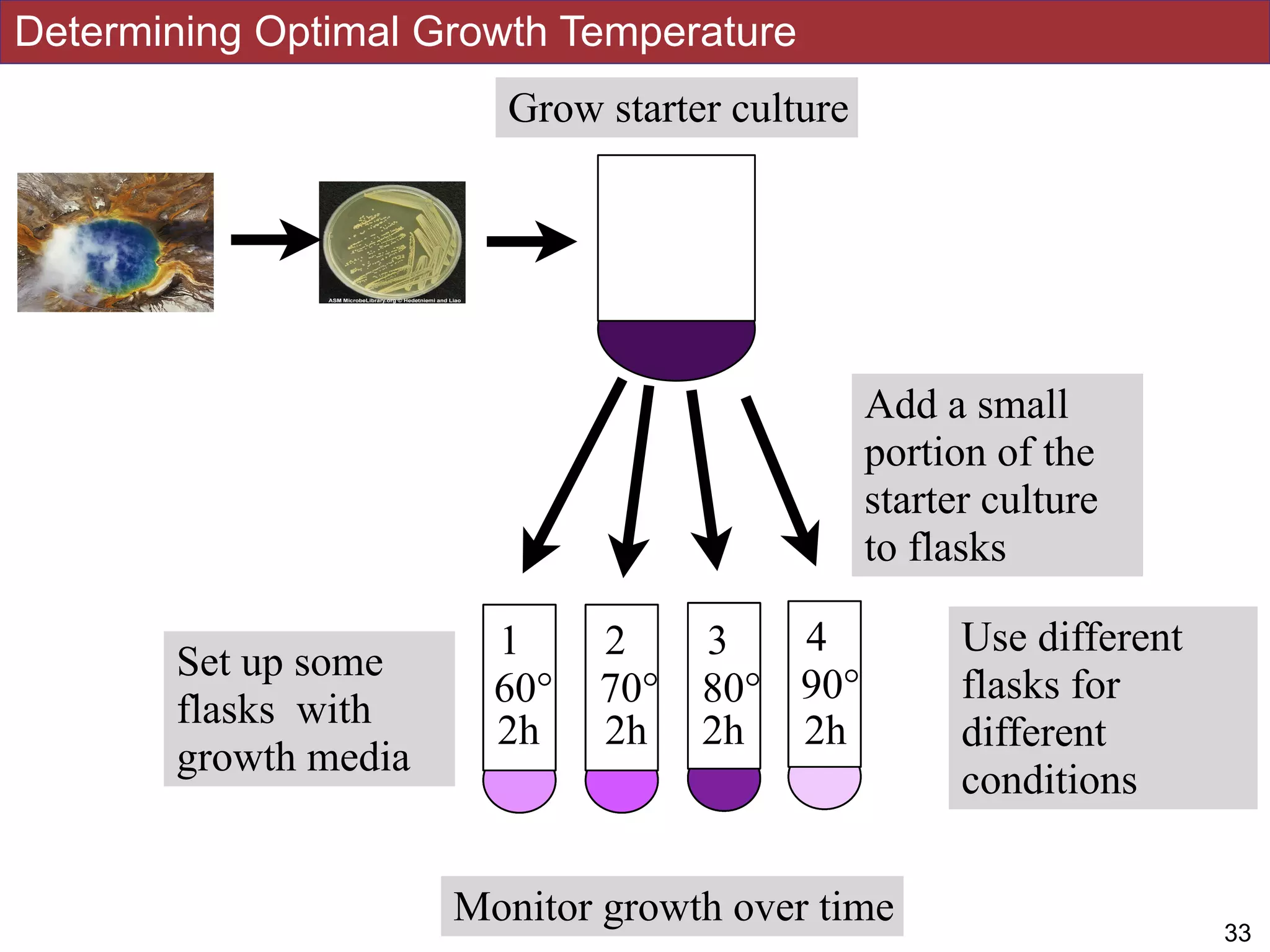Set up some
flasks with
growth media
60° 70° 80° 90°
1 2 3 4 Use different
flasks for
different
conditions
1 2 3 4
60° 70° 80° 90°
1h 1h 1h 1h
1 2 3 4
60° 70° 80° 90°
2h 2h 2h 2h
Determining Optimal Growth Temperature
!1633
Grow starter culture
Add a small
portion of the
starter culture
to flasks
Monitor growth over time
 