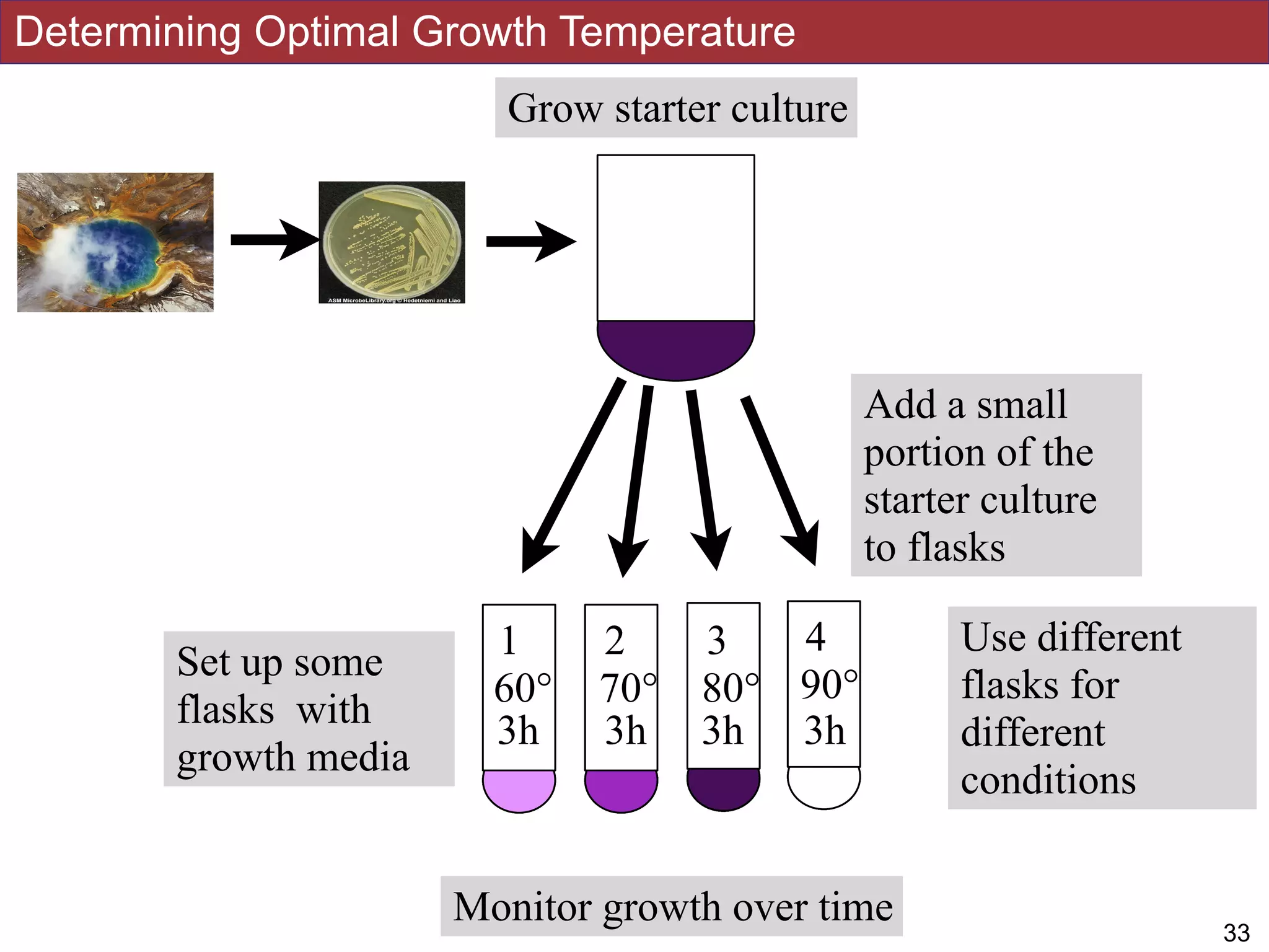 Set up some
flasks with
growth media
60° 70° 80° 90°
1 2 3 4 Use different
flasks for
different
conditions
1 2 3 4
60° 70° 80° 90°
1h 1h 1h 1h
1 2 3 4
60° 70° 80° 90°
2h 2h 2h 2h
1 2 3 4
60° 70° 80° 90°
3h 3h 3h 3h
Determining Optimal Growth Temperature
!1633
Grow starter culture
Add a small
portion of the
starter culture
to flasks
Monitor growth over time
 