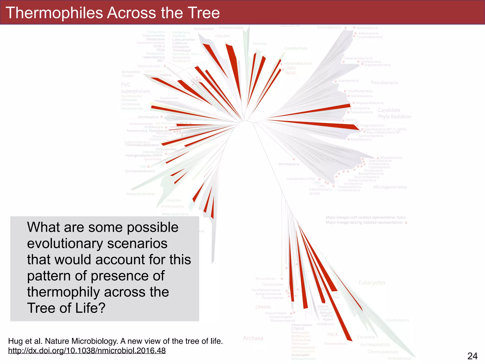 Hug et al 2016
!24
Thermophiles Across the Tree
Hug et al. Nature Microbiology. A new view of the tree of life.
http://dx.doi.org/10.1038/nmicrobiol.2016.48
What are some possible
evolutionary scenarios
that would account for this
pattern of presence of
thermophily across the
Tree of Life?
 
