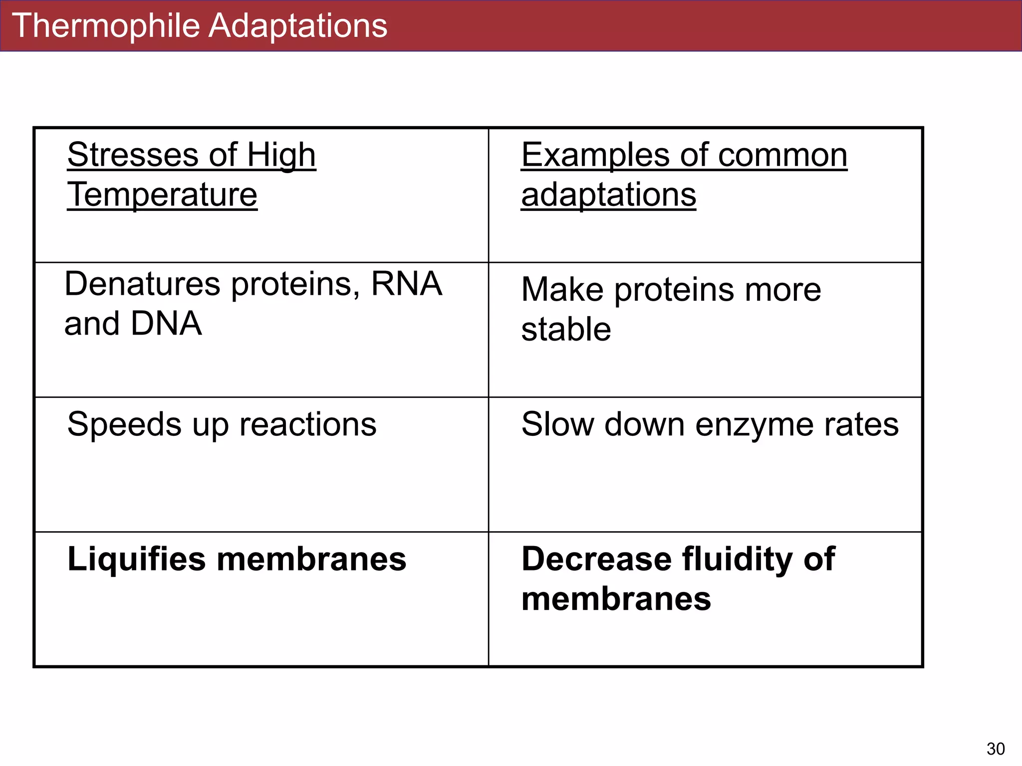 Thermophile Adaptations
!30
Stresses of High
Temperature
Examples of common
adaptations
Denatures proteins, RNA
and DNA
Make proteins more
stable
Speeds up reactions Slow down enzyme rates
Liquifies membranes Decrease fluidity of
membranes
 