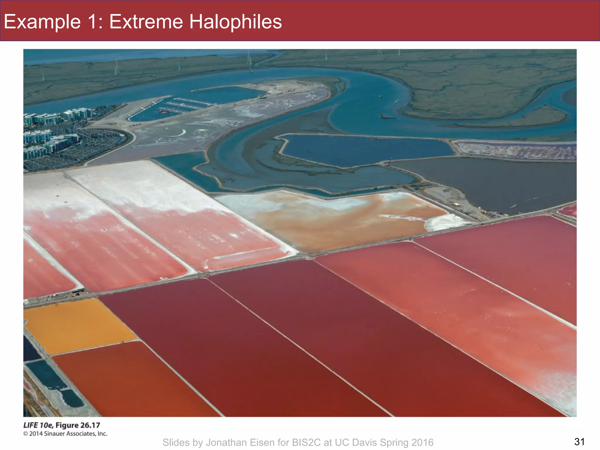 Slides by Jonathan Eisen for BIS2C at UC Davis Spring 2016
Example 1: Extreme Halophiles
31
 