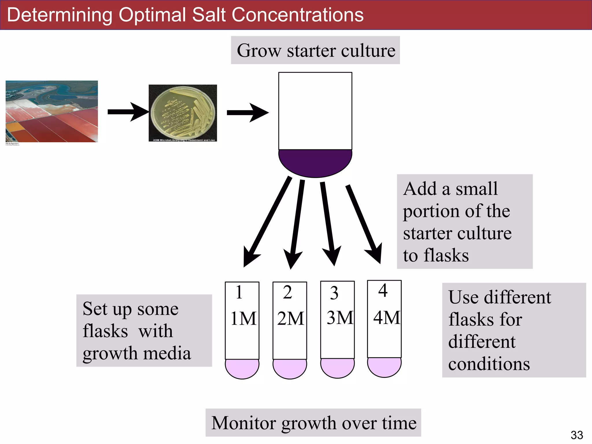 Determining Optimal Salt Concentrations
!3233
Grow starter culture
Set up some
flasks with
growth media
Add a small
portion of the
starter culture
to flasks
1 2 3 4 Use different
flasks for
different
conditions
1M 2M 3M 4M
Monitor growth over time
 