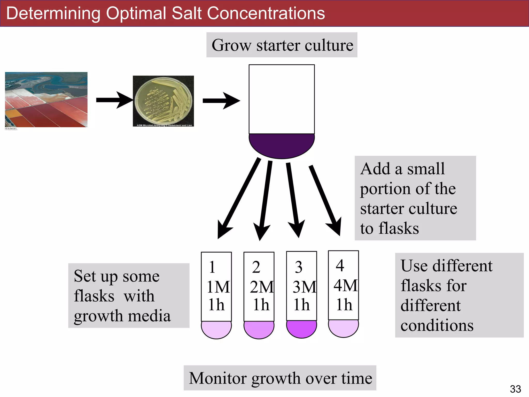 Determining Optimal Salt Concentrations
!3233
Grow starter culture
Set up some
flasks with
growth media
Add a small
portion of the
starter culture
to flasks
1 2 3 4 Use different
flasks for
different
conditions
1M 2M 3M 4M
Monitor growth over time
1 2 3 4
1M 2M 3M 4M
1h 1h 1h 1h
 