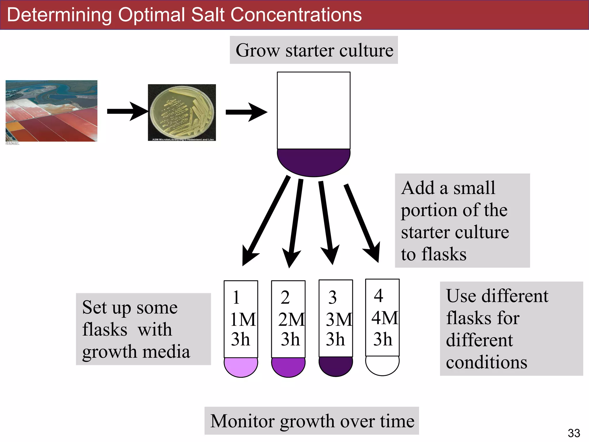 Determining Optimal Salt Concentrations
!3233
Grow starter culture
Set up some
flasks with
growth media
Add a small
portion of the
starter culture
to flasks
1 2 3 4 Use different
flasks for
different
conditions
1M 2M 3M 4M
Monitor growth over time
1 2 3 4
1M 2M 3M 4M
1h 1h 1h 1h
1 2 3 4
1M 2M 3M 4M
2h 2h 2h 2h
1 2 3 4
1M 2M 3M 4M
3h 3h 3h 3h
 