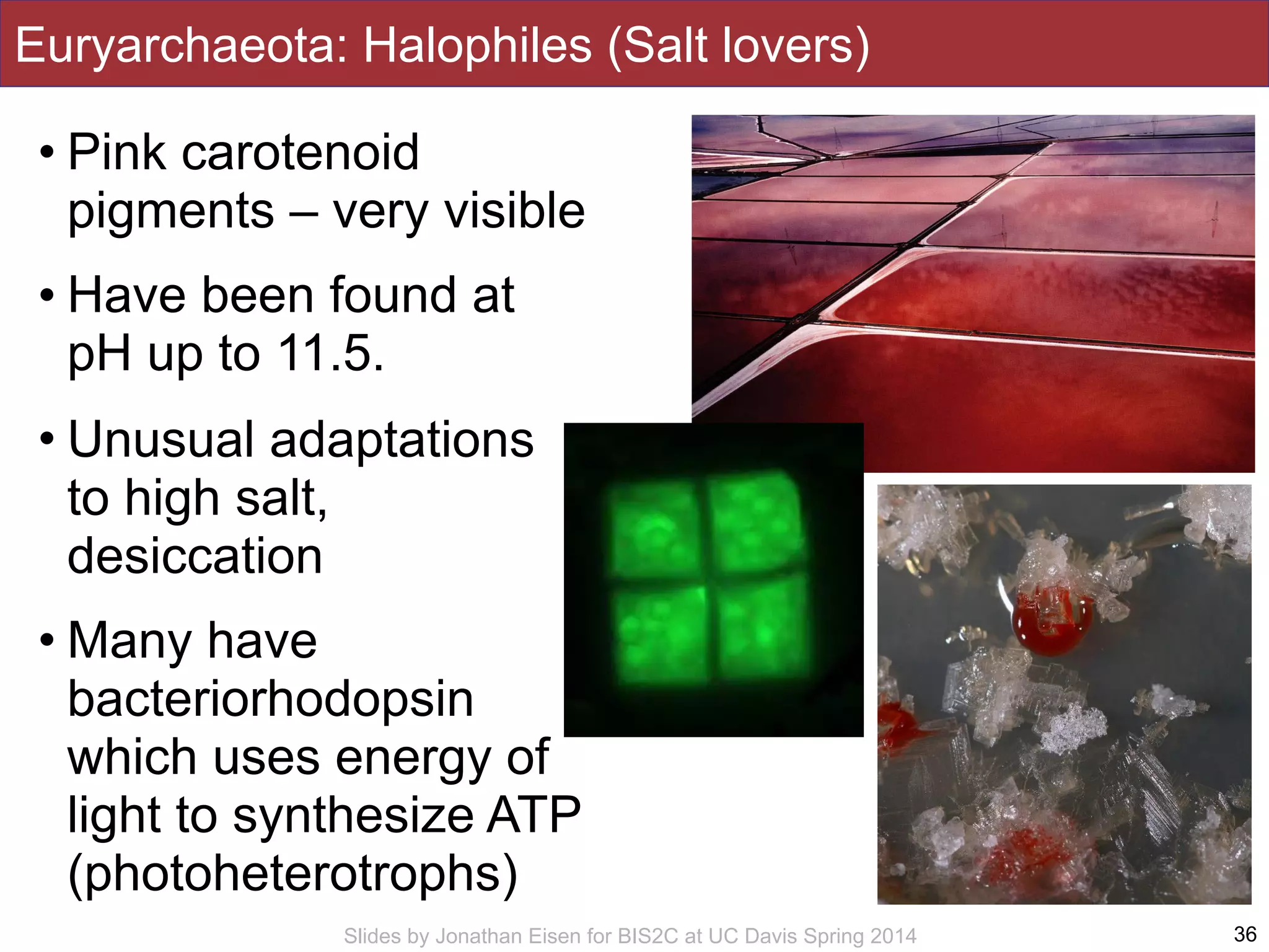 Slides by Jonathan Eisen for BIS2C at UC Davis Spring 2014
Euryarchaeota: Halophiles (Salt lovers)
• Pink carotenoid
pigments – very visible
• Have been found at
pH up to 11.5.
• Unusual adaptations
to high salt,
desiccation
• Many have
bacteriorhodopsin
which uses energy of
light to synthesize ATP
(photoheterotrophs)
36
 