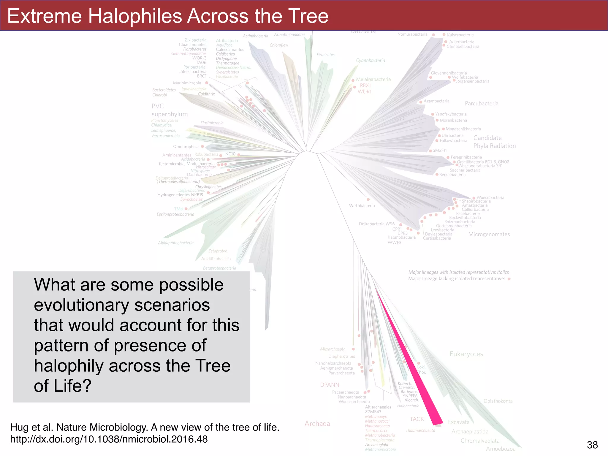 Hug et al 2016
!38
Extreme Halophiles Across the Tree
Hug et al. Nature Microbiology. A new view of the tree of life.
http://dx.doi.org/10.1038/nmicrobiol.2016.48
What are some possible
evolutionary scenarios
that would account for this
pattern of presence of
halophily across the Tree
of Life?
 