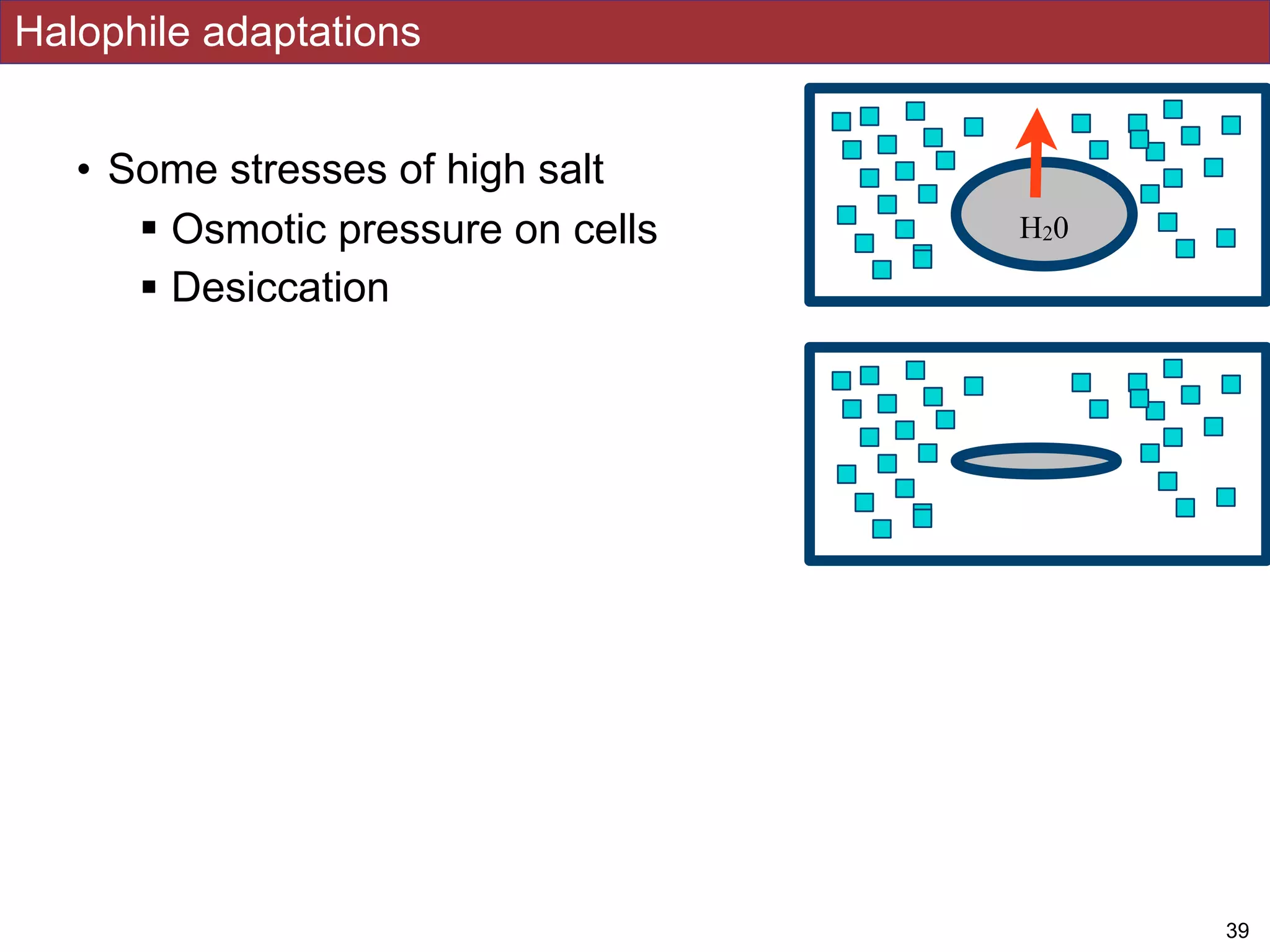 • Some stresses of high salt
! Osmotic pressure on cells
! Desiccation
Halophile adaptations
!39
H20
 