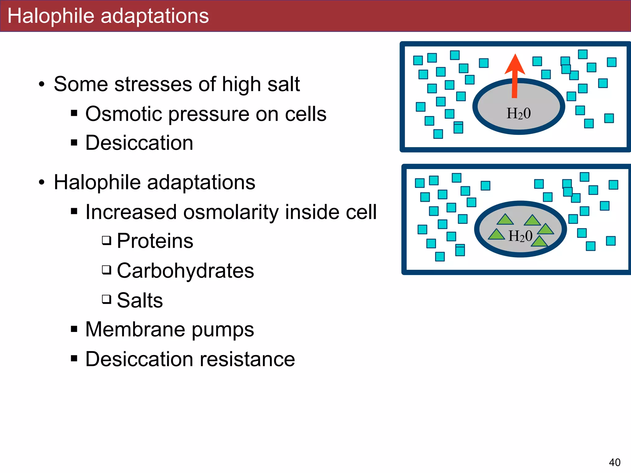 • Some stresses of high salt
! Osmotic pressure on cells
! Desiccation
• Halophile adaptations
! Increased osmolarity inside cell
" Proteins
" Carbohydrates
" Salts
! Membrane pumps
! Desiccation resistance
Halophile adaptations
!40
H20
H20
 