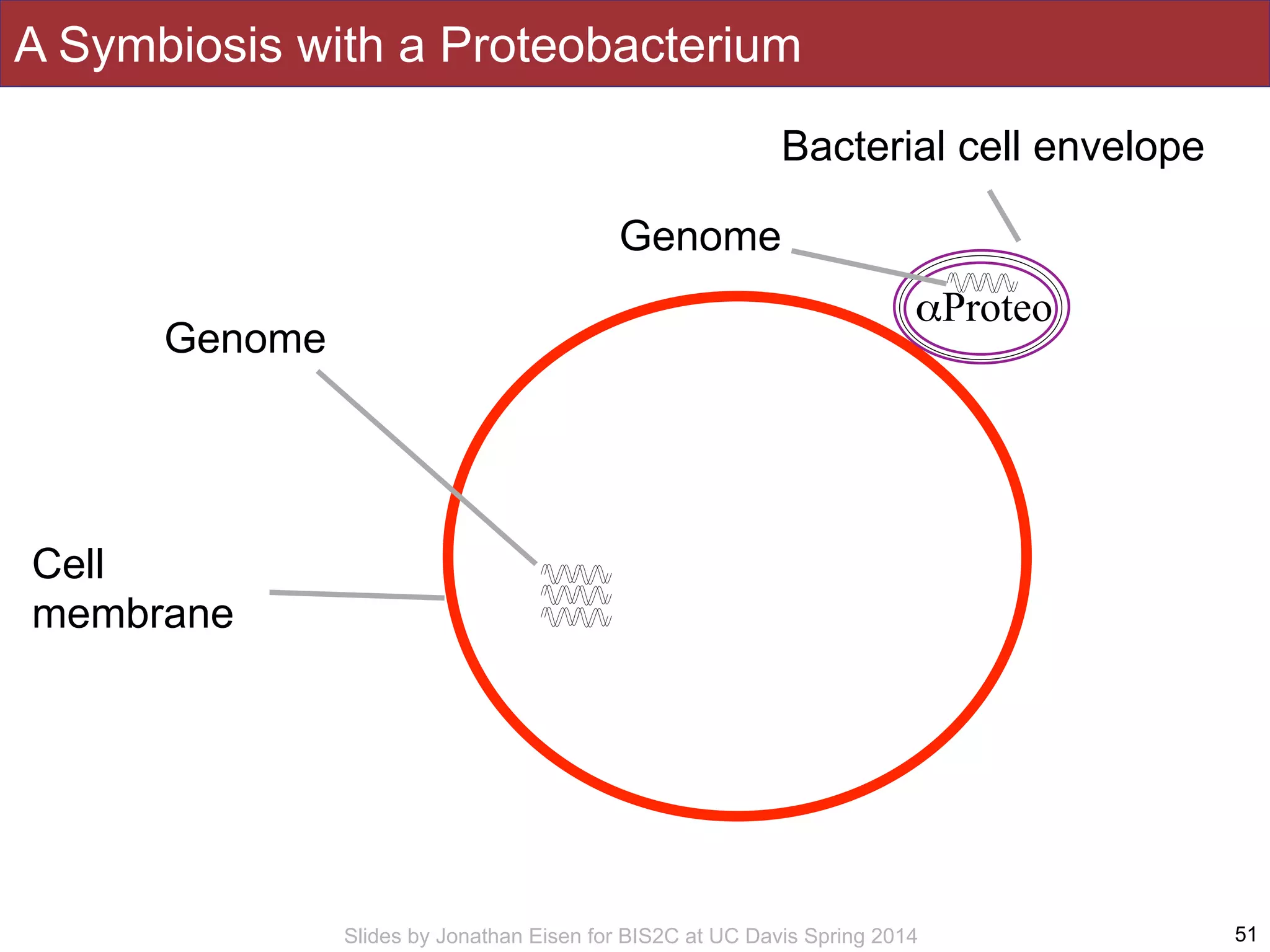 Slides by Jonathan Eisen for BIS2C at UC Davis Spring 2014 51
αProteo
Genome
Bacterial cell envelope
Cell
membrane
Genome
A Symbiosis with a Proteobacterium
 