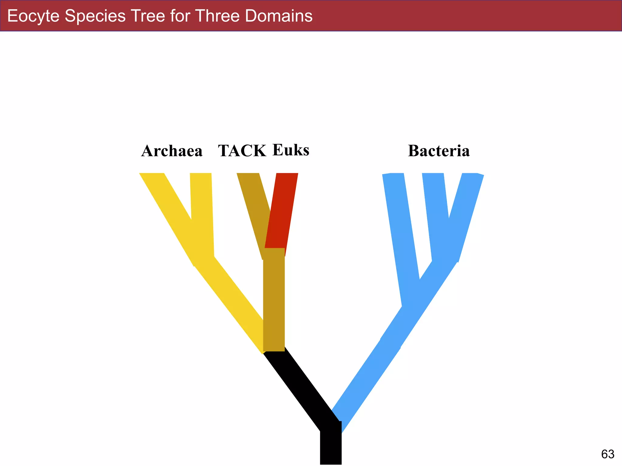 63
Archaea Euks BacteriaTACK
Eocyte Species Tree for Three Domains
 