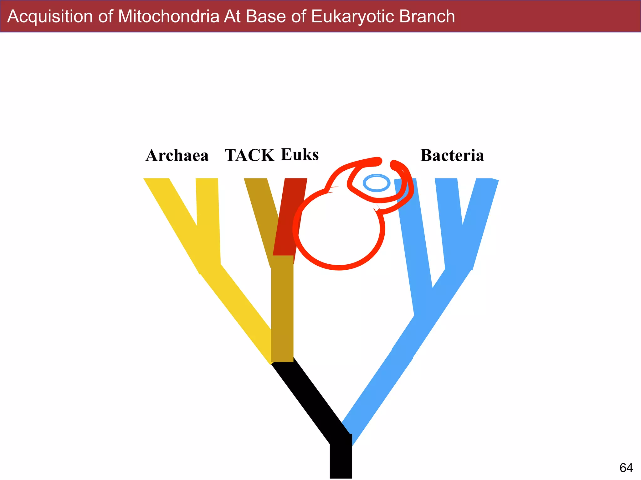Acquisition of Mitochondria At Base of Eukaryotic Branch
64
Archaea Euks BacteriaTACK
 