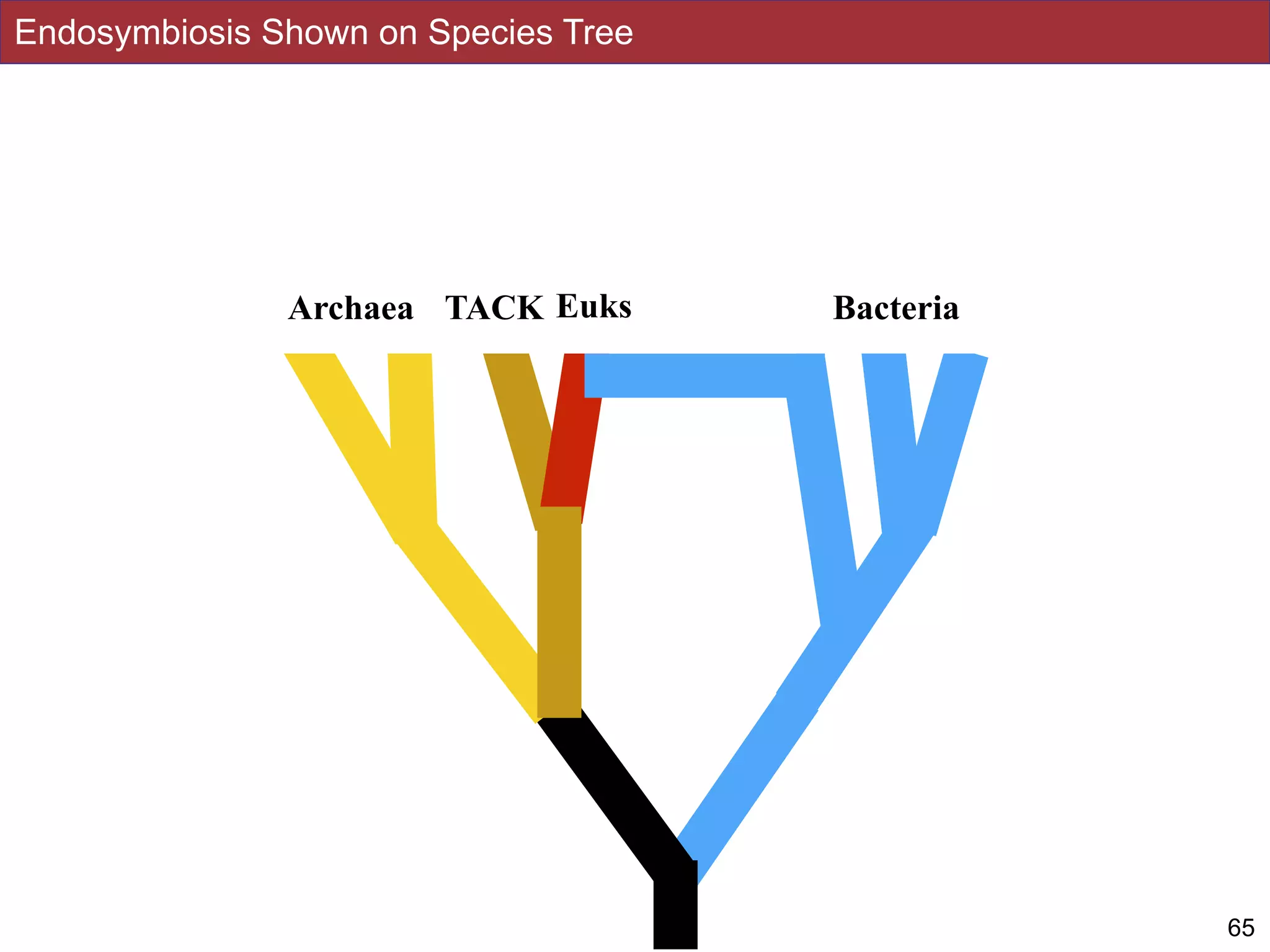 Endosymbiosis Shown on Species Tree
65
Archaea Euks BacteriaTACK
 