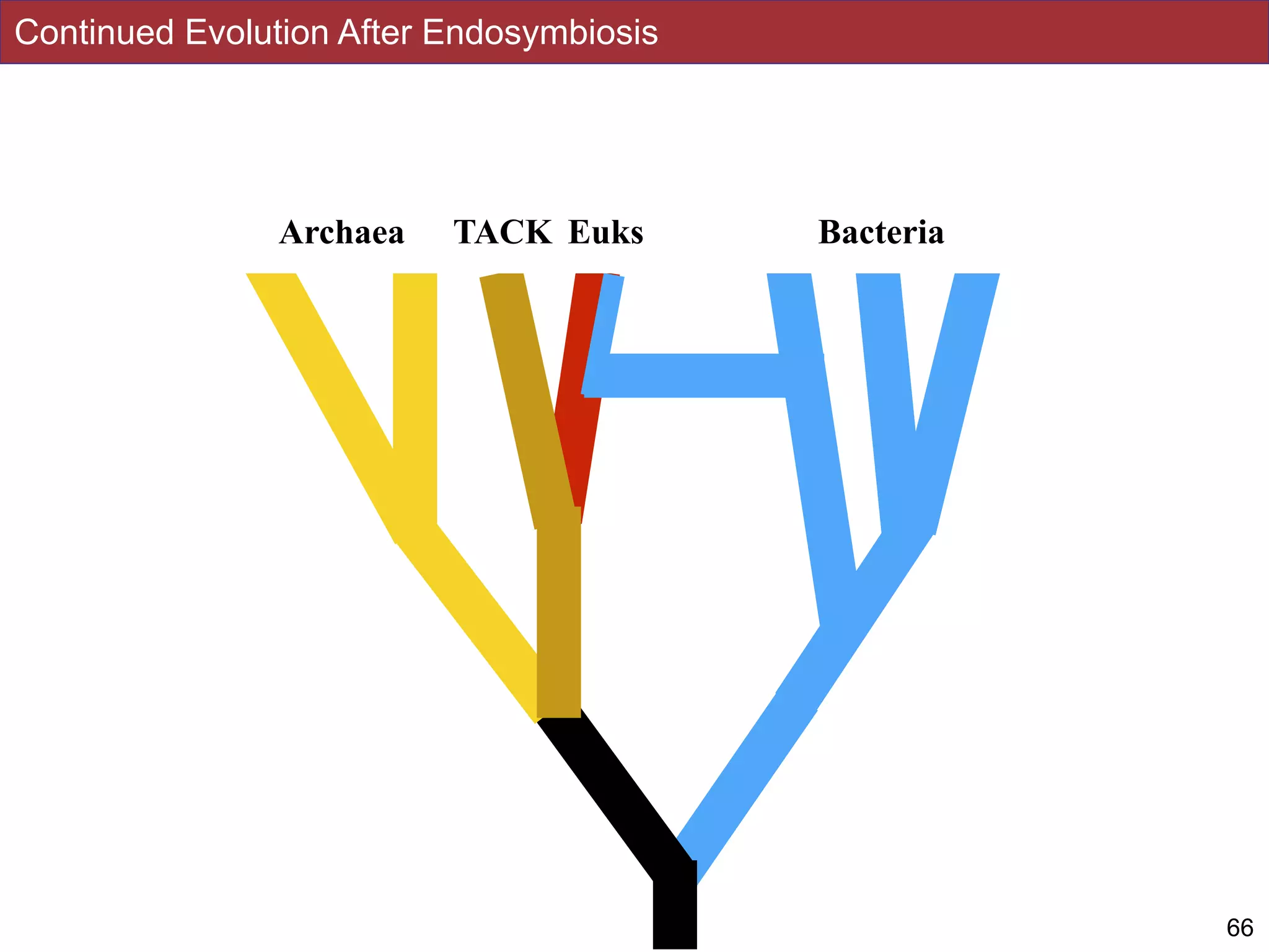 Continued Evolution After Endosymbiosis
66
Archaea Euks BacteriaTACK
 