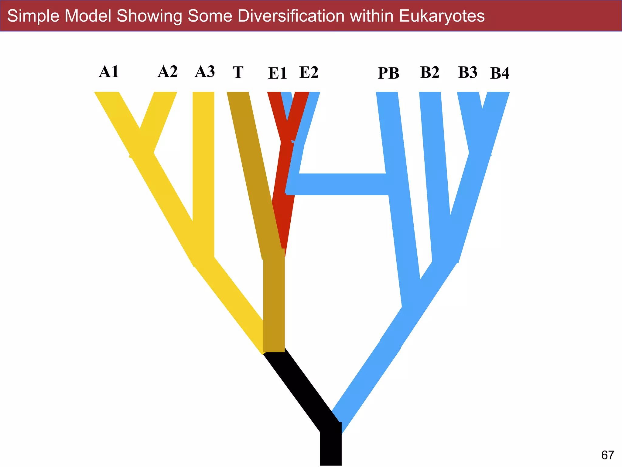 Simple Model Showing Some Diversification within Eukaryotes
67
A2 E1 PBT E2 B2 B3 B4A1 A3
 