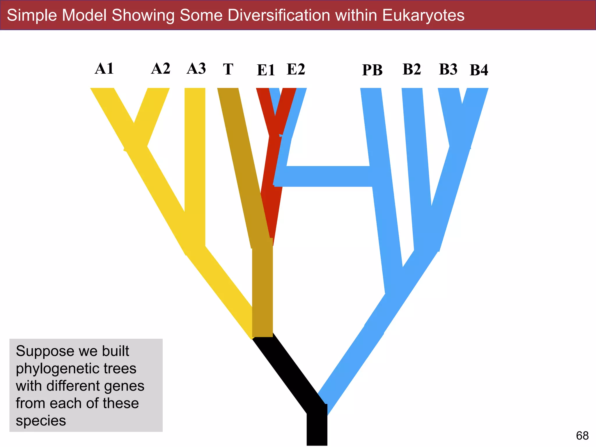 68
Suppose we built
phylogenetic trees
with different genes
from each of these
species
A2 E1 PBT E2 B2 B3 B4A1 A3
Simple Model Showing Some Diversification within Eukaryotes
 