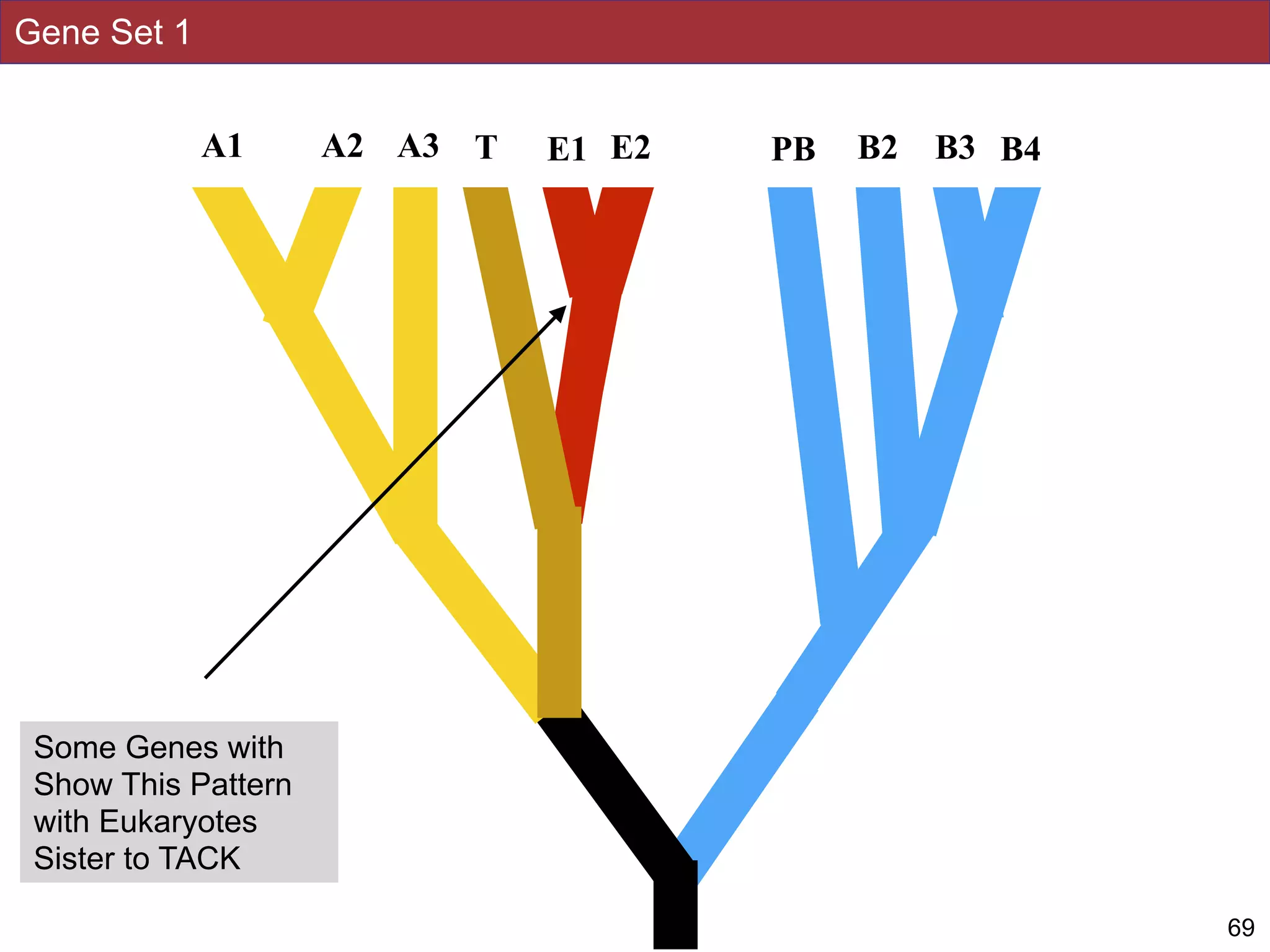 Gene Set 1
69
A2 E1 PBT E2 B2 B3 B4A1 A3
Some Genes with
Show This Pattern
with Eukaryotes
Sister to TACK
 