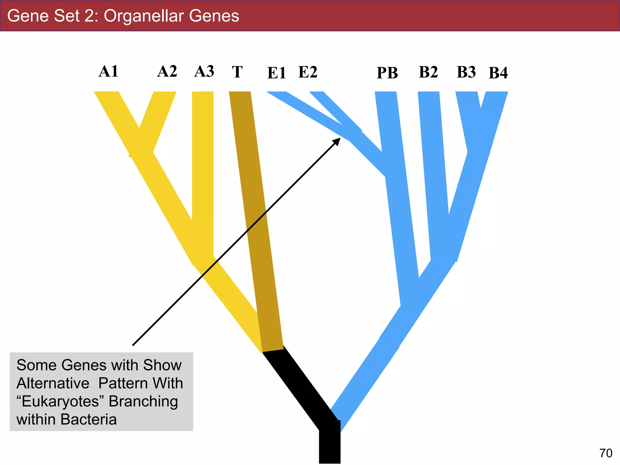 Gene Set 2: Organellar Genes
70
A2 E1 PBT E2 B2 B3 B4A1 A3
Some Genes with Show
Alternative Pattern With
“Eukaryotes” Branching
within Bacteria
 