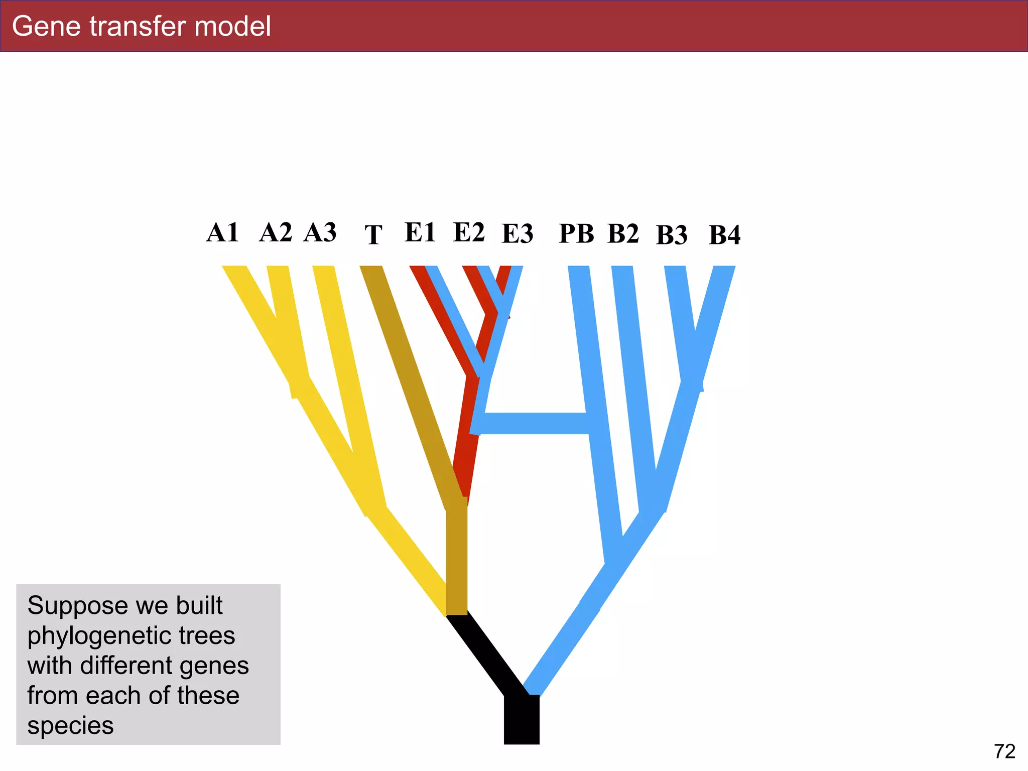 Gene transfer model
72
A2 E1 PBT E2 B2 B3 B4A1 A3 E3
Suppose we built
phylogenetic trees
with different genes
from each of these
species
 
