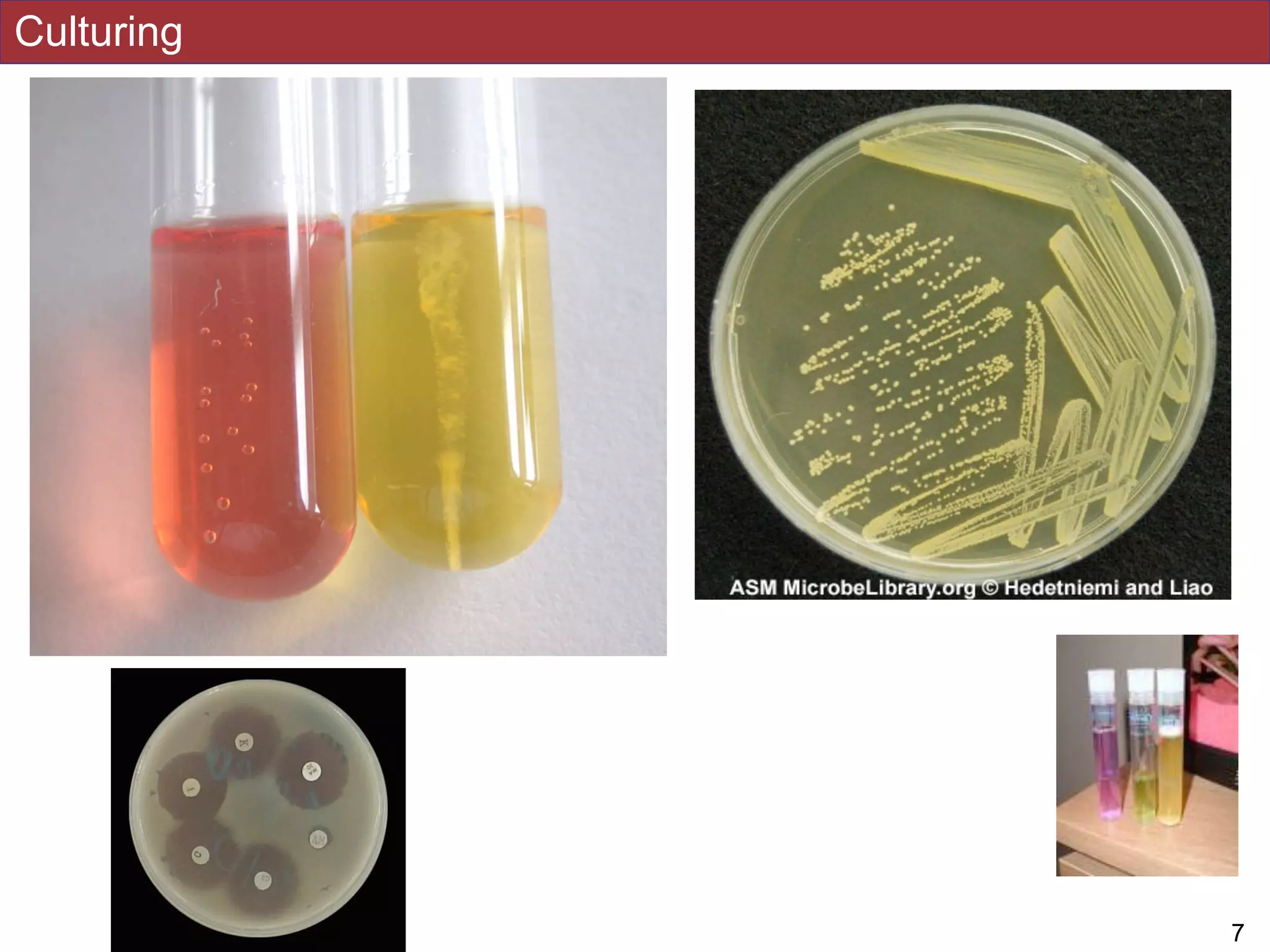 Culturing
!7
 