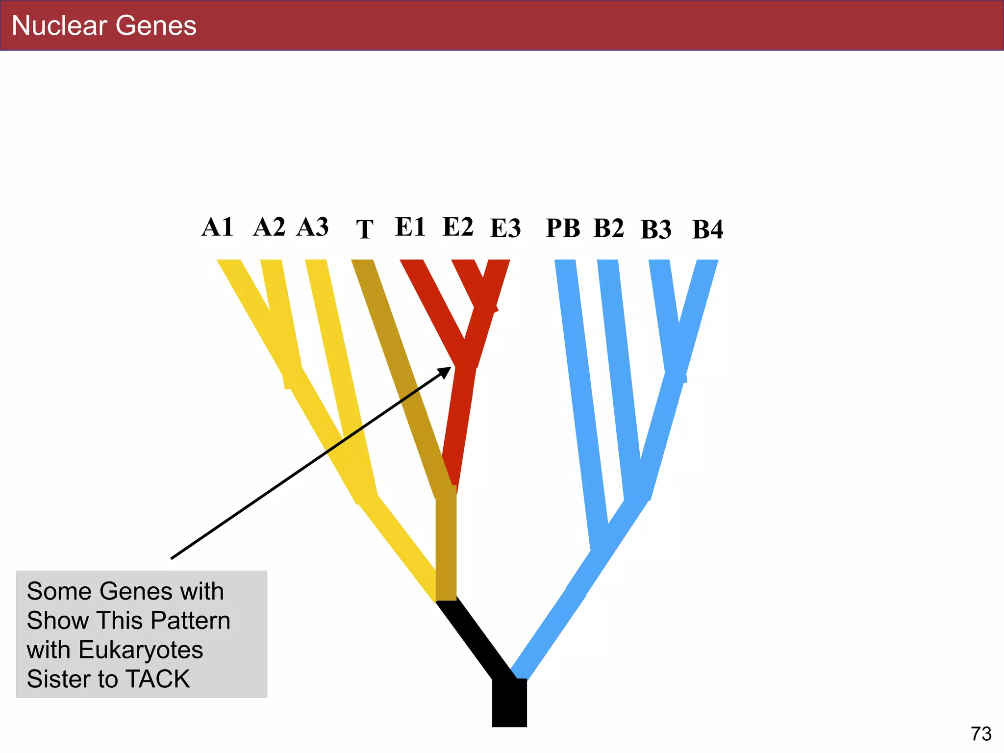 Nuclear Genes
73
A2 E1 PBT E2 B2 B3 B4A1 A3 E3
Some Genes with
Show This Pattern
with Eukaryotes
Sister to TACK
 