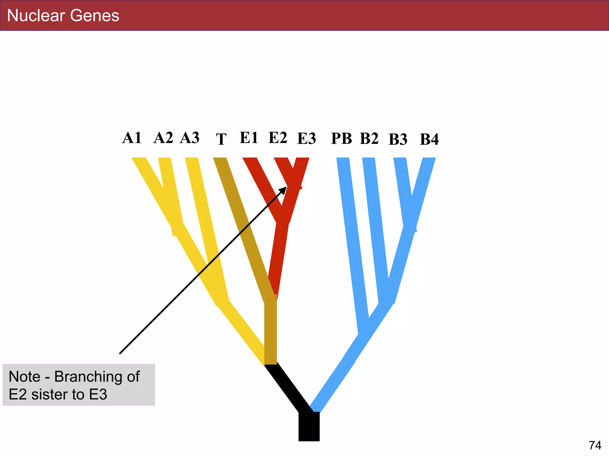 Nuclear Genes
74
A2 E1 PBT E2 B2 B3 B4A1 A3 E3
Note - Branching of
E2 sister to E3
 