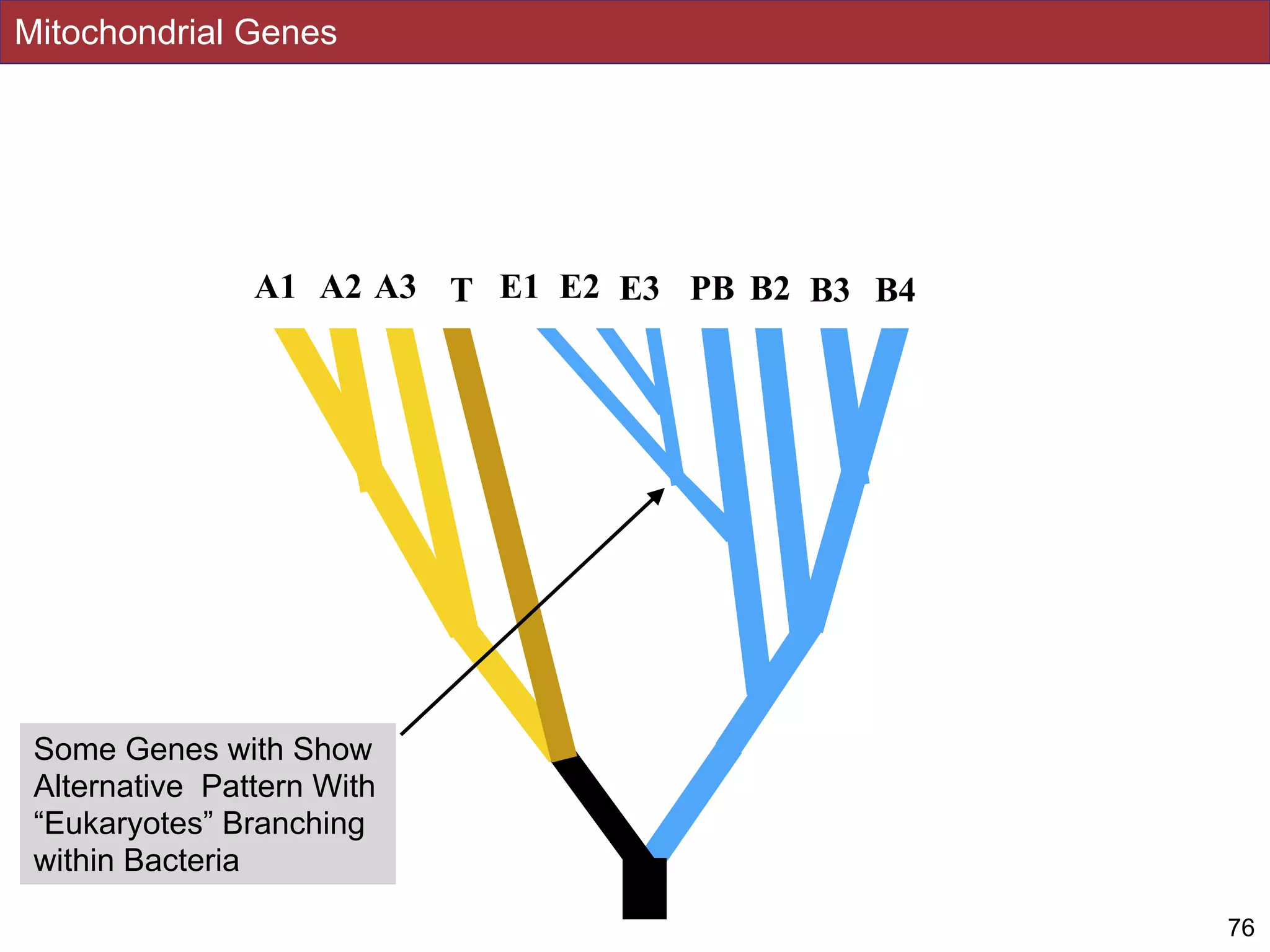 Mitochondrial Genes
76
A2 E1 PBT E2 B2 B3 B4A1 A3 E3
Some Genes with Show
Alternative Pattern With
“Eukaryotes” Branching
within Bacteria
 