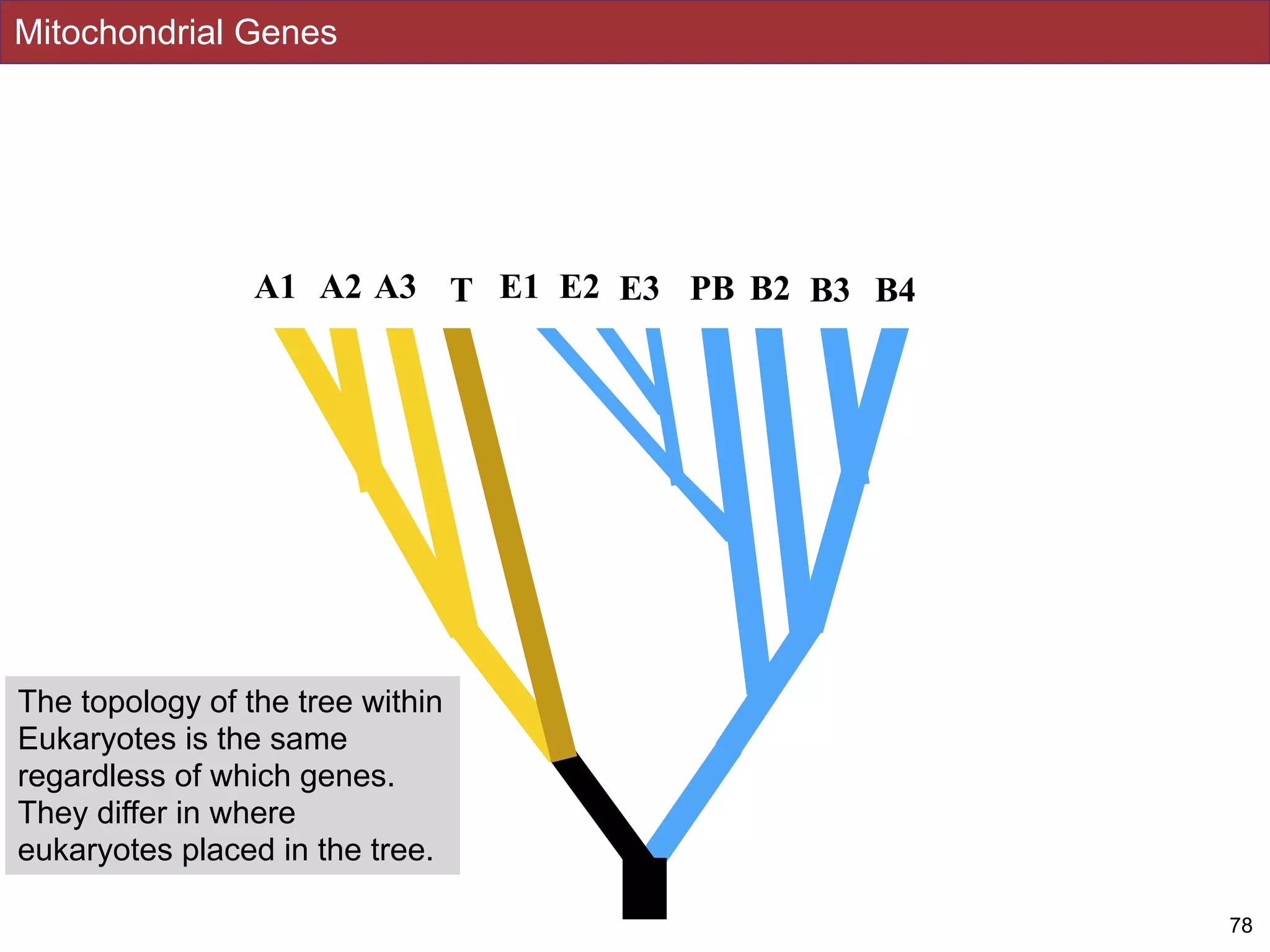 Mitochondrial Genes
78
A2 E1 PBT E2 B2 B3 B4A1 A3 E3
The topology of the tree within
Eukaryotes is the same
regardless of which genes.
They differ in where
eukaryotes placed in the tree.
 