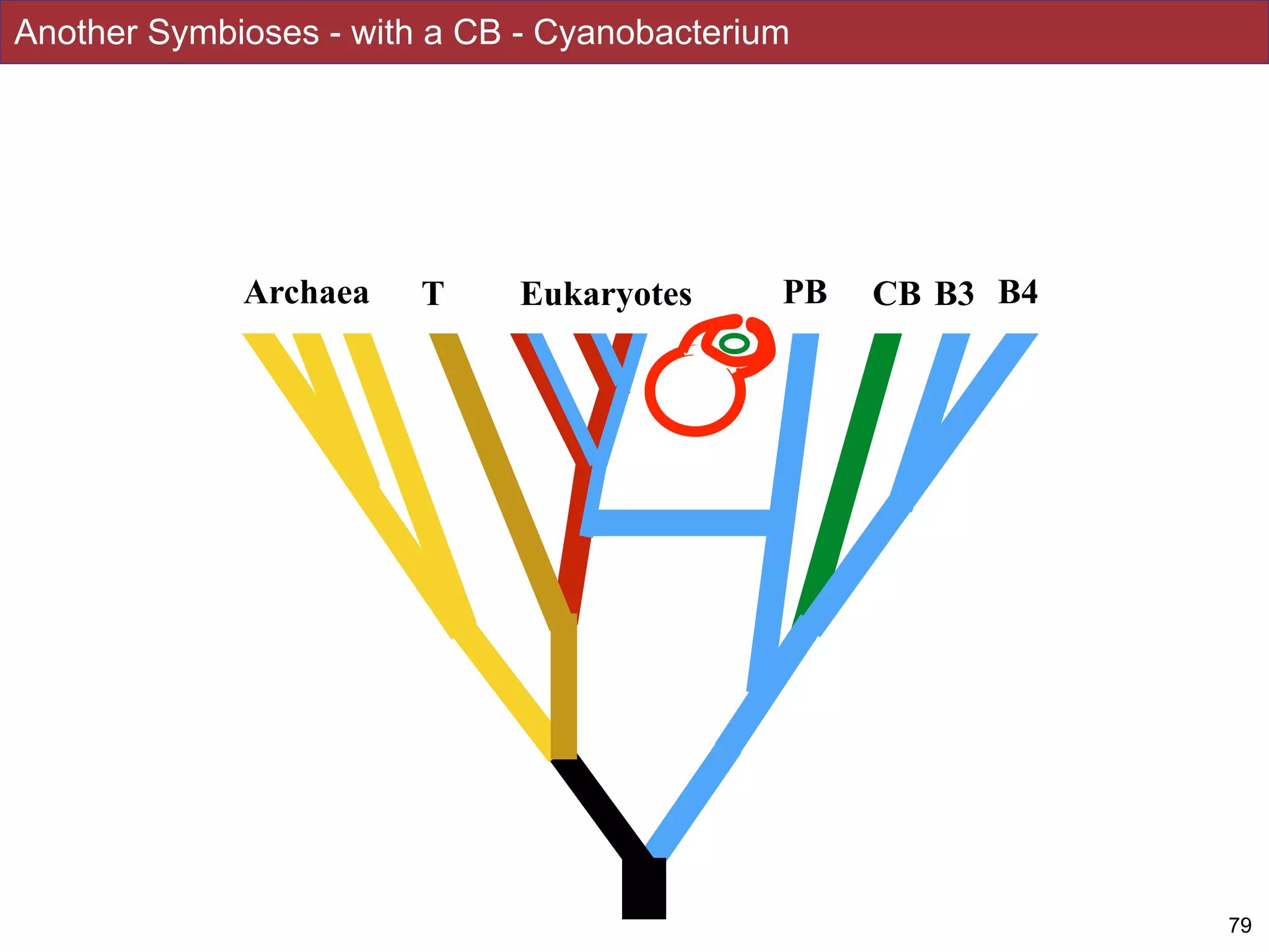 Another Symbioses - with a CB - Cyanobacterium
79
Archaea T PBEukaryotes CB B3 B4
 