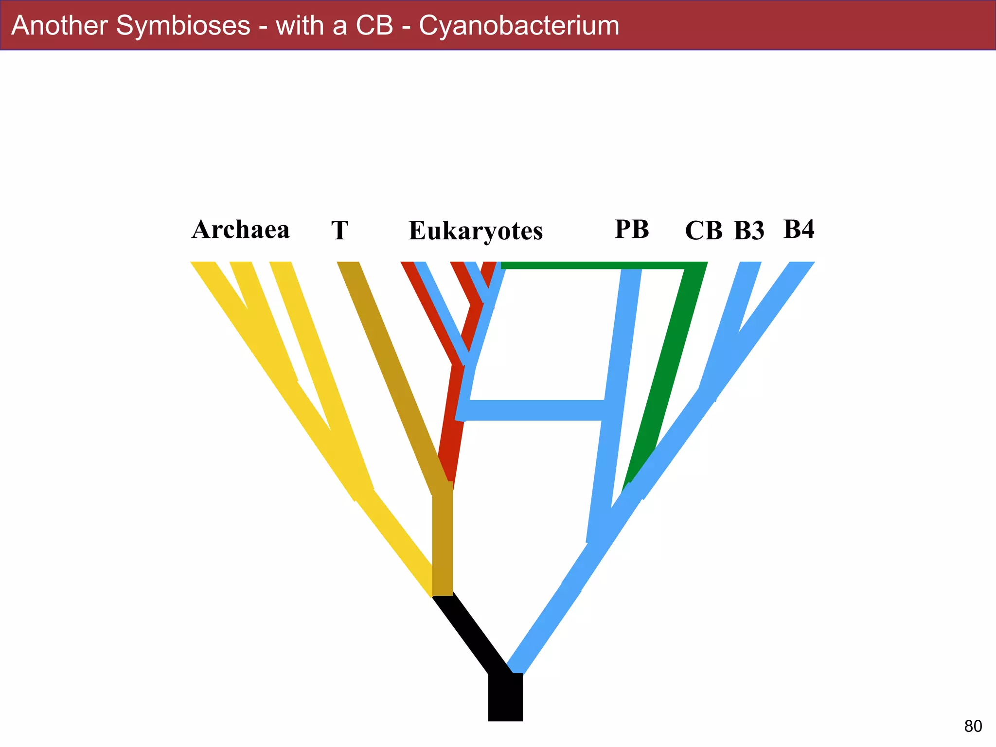 80
Another Symbioses - with a CB - Cyanobacterium
Archaea T PBEukaryotes CB B3 B4
 