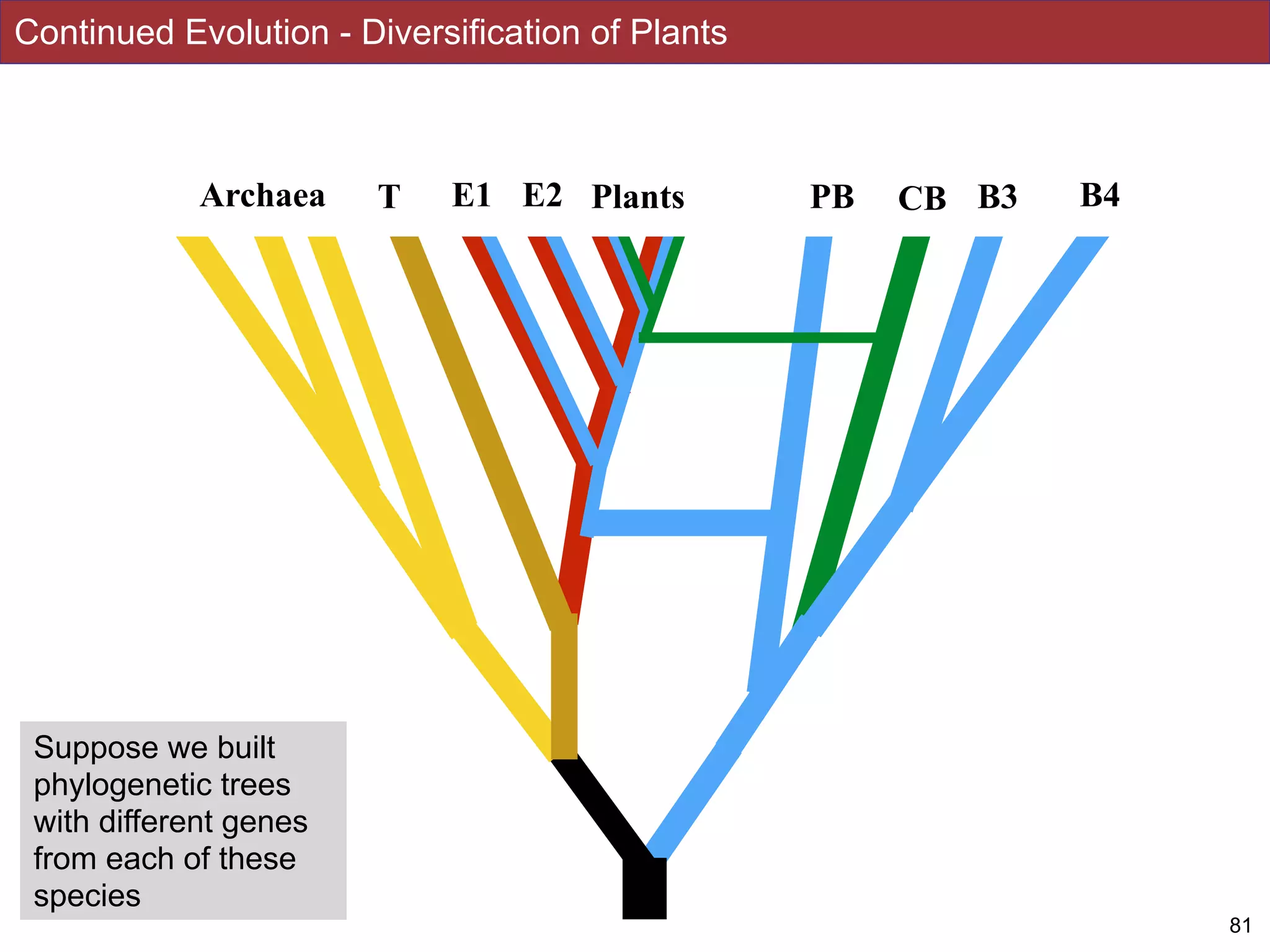 81
Continued Evolution - Diversification of Plants
Archaea T PBE1 CB B3 B4E2 Plants
Suppose we built
phylogenetic trees
with different genes
from each of these
species
 