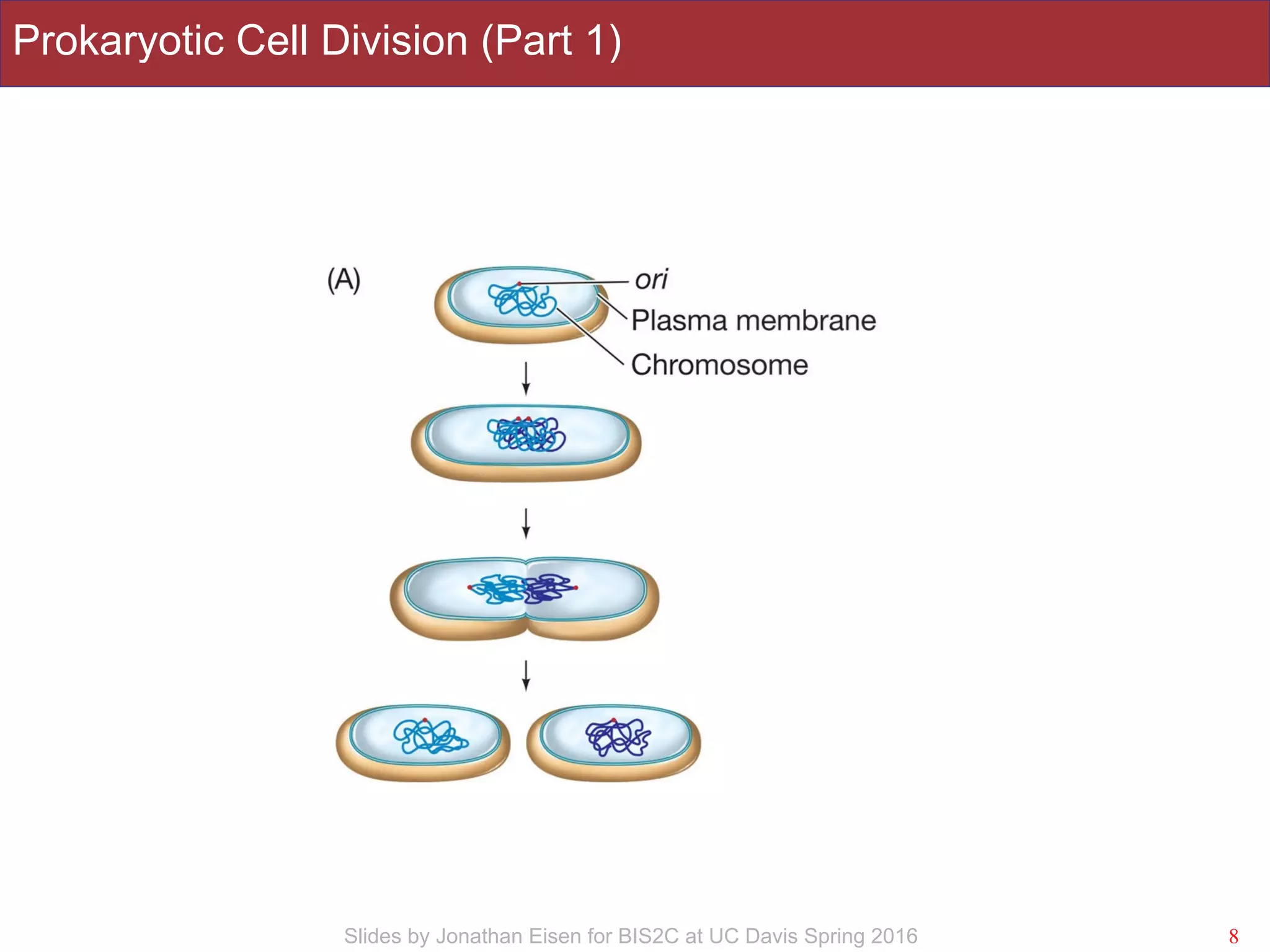 Slides by Jonathan Eisen for BIS2C at UC Davis Spring 2016
Prokaryotic Cell Division (Part 1)
8
 