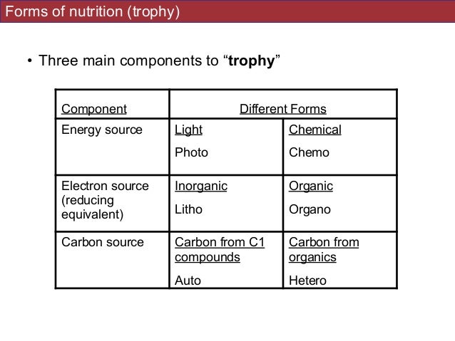 autotrophy and phototrophy Autotrophic processes information including symptoms, causes, diseases, symptoms, treatments, and other medical and health issues. autotrophy and phototrophy Autotrophic processes information including symptoms, causes, diseases, symptoms, treatments, and other medical and health issues.