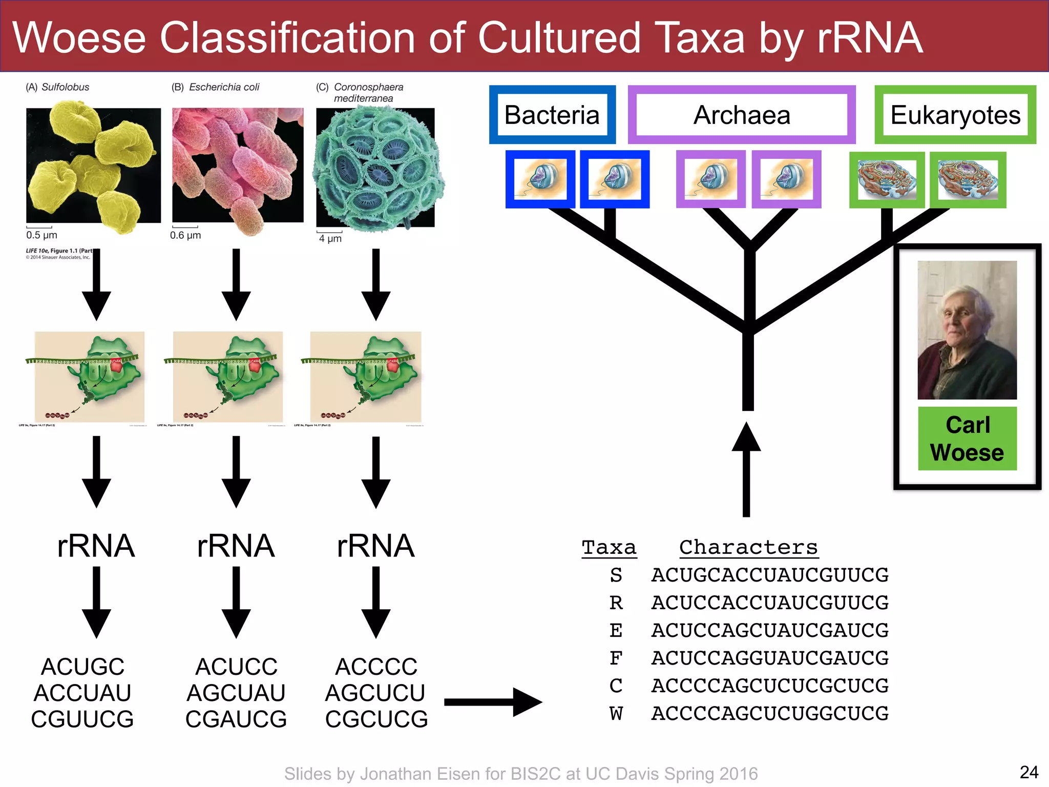 Slides by Jonathan Eisen for BIS2C at UC Davis Spring 2016
Archaea
Woese Classification of Cultured Taxa by rRNA
24
rRNA rRNArRNA
ACUGC
ACCUAU
CGUUCG
ACUCC
AGCUAU
CGAUCG
ACCCC
AGCUCU
CGCUCG
Taxa Characters
S ACUGCACCUAUCGUUCG
R ACUCCACCUAUCGUUCG
E ACUCCAGCUAUCGAUCG
F ACUCCAGGUAUCGAUCG
C ACCCCAGCUCUCGCUCG
W ACCCCAGCUCUGGCUCG
EukaryotesBacteria
Carl
Woese
 