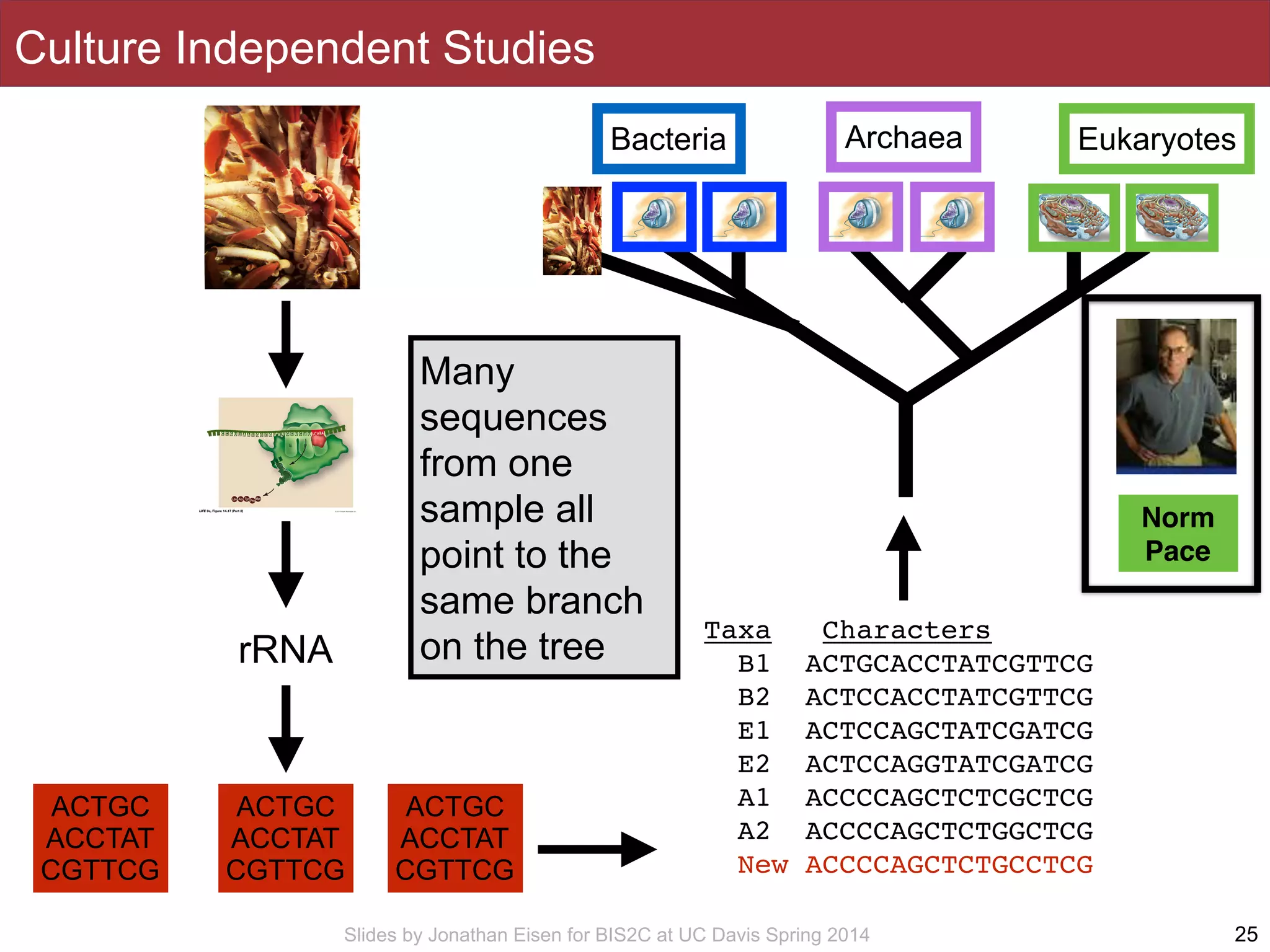 Slides by Jonathan Eisen for BIS2C at UC Davis Spring 2014 25
rRNA
Taxa Characters
B1 ACTGCACCTATCGTTCG
B2 ACTCCACCTATCGTTCG
E1 ACTCCAGCTATCGATCG
E2 ACTCCAGGTATCGATCG
A1 ACCCCAGCTCTCGCTCG
A2 ACCCCAGCTCTGGCTCG
New ACCCCAGCTCTGCCTCG
EukaryotesBacteria Archaea
Culture Independent Studies
ACTGC
ACCTAT
CGTTCG
ACTGC
ACCTAT
CGTTCG
ACTGC
ACCTAT
CGTTCG
Many
sequences
from one
sample all
point to the
same branch
on the tree
Norm
Pace
 