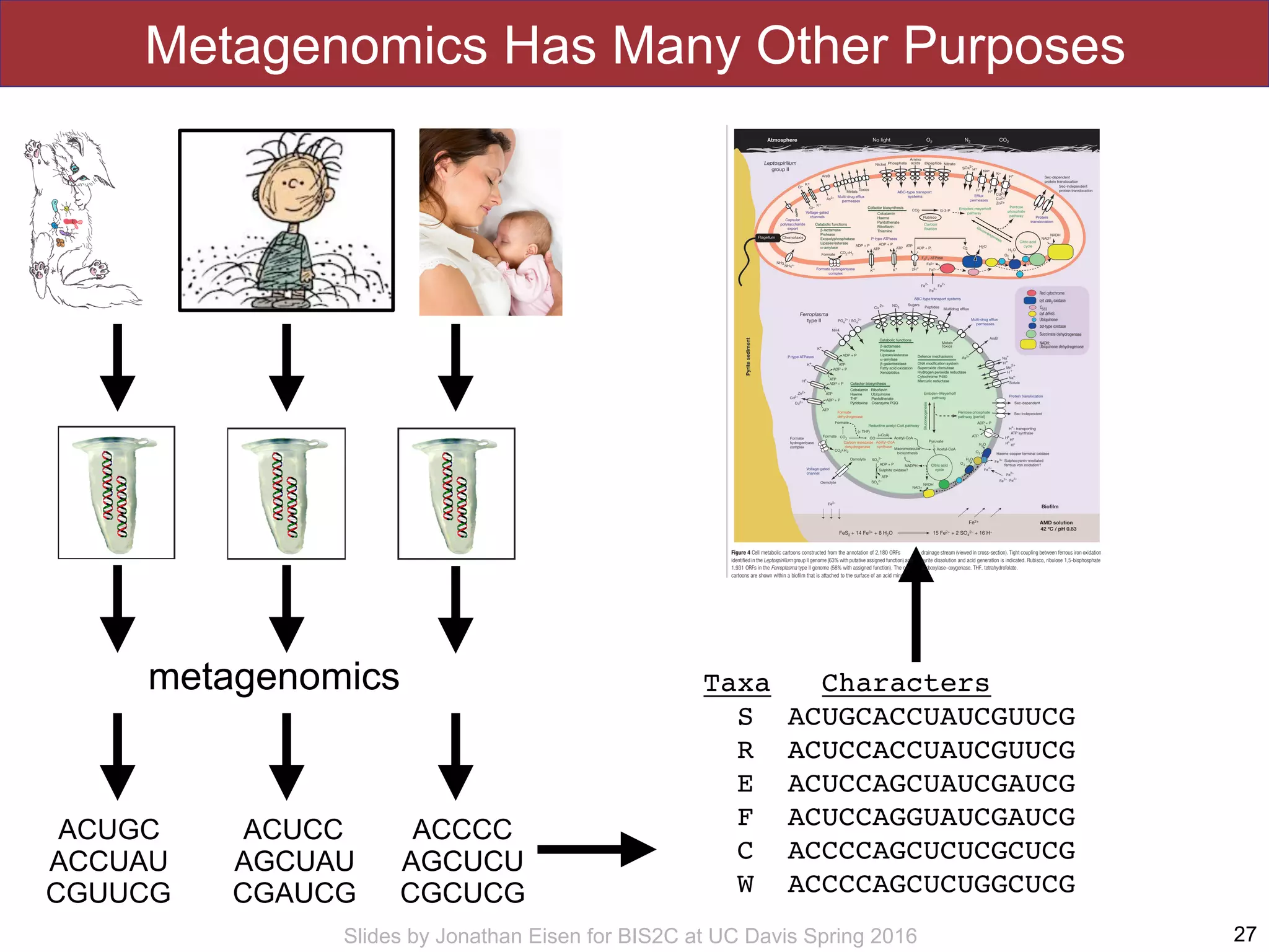 Slides by Jonathan Eisen for BIS2C at UC Davis Spring 2016
Metagenomics Has Many Other Purposes
27
metagenomics
ACUGC
ACCUAU
CGUUCG
ACUCC
AGCUAU
CGAUCG
ACCCC
AGCUCU
CGCUCG
Taxa Characters
S ACUGCACCUAUCGUUCG
R ACUCCACCUAUCGUUCG
E ACUCCAGCUAUCGAUCG
F ACUCCAGGUAUCGAUCG
C ACCCCAGCUCUCGCUCG
W ACCCCAGCUCUGGCUCG
inputs of ﬁxed carbon or nitrogen from external sources. As with
Leptospirillum group I, both Leptospirillum group II and III have the
genes needed to ﬁx carbon by means of the Calvin–Benson–
Bassham cycle (using type II ribulose 1,5-bisphosphate carboxy-
lase–oxygenase). All genomes recovered from the AMD system
contain formate hydrogenlyase complexes. These, in combination
with carbon monoxide dehydrogenase, may be used for carbon
ﬁxation via the reductive acetyl coenzyme A (acetyl-CoA) pathway
by some, or all, organisms. Given the large number of ABC-type
sugar and amino acid transporters encoded in the Ferroplasma type
Figure 4 Cell metabolic cartoons constructed from the annotation of 2,180 ORFs
identiﬁed in the Leptospirillum group II genome (63% with putative assigned function) and
1,931 ORFs in the Ferroplasma type II genome (58% with assigned function). The cell
cartoons are shown within a bioﬁlm that is attached to the surface of an acid mine
drainage stream (viewed in cross-section). Tight coupling between ferrous iron oxidation,
pyrite dissolution and acid generation is indicated. Rubisco, ribulose 1,5-bisphosphate
carboxylase–oxygenase. THF, tetrahydrofolate.
articles
NATURE | doi:10.1038/nature02340 | www.nature.com/nature 5©2004 NaturePublishing Group
 