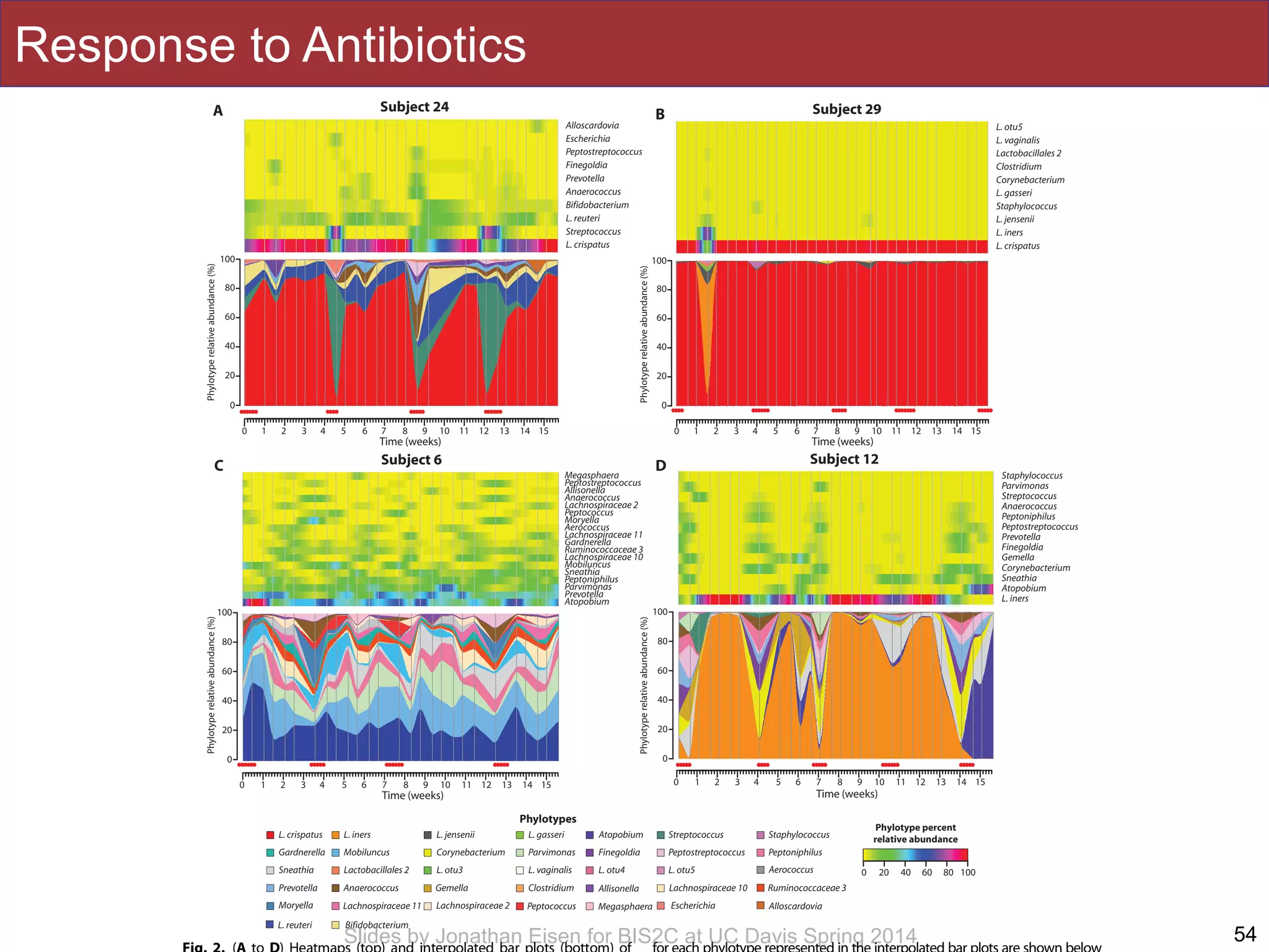 Slides by Jonathan Eisen for BIS2C at UC Davis Spring 2014
Response to Antibiotics
54
illustrated by the communities of subjects 14, 15, 16, 18, and 19 that
appeared to be comparatively stable over time, whereas others such as
subjects 11 and 27 commonly shifted to different community types that
were more often associated with higher Nugent scores. The underlying
The rapid and sometimes extensive turnover of human vaginal bacte-
rial communities was visualized by mapping temporal changes in
community composition onto the three-dimensional (3D) community
space defined previously in a cross-sectional study by Ravel et al. of
A B
DC
Subject 24
0
20
40
60
80
100
Phylotyperelativeabundance(%)
L. crispatus
L. iners
L. jensenii
Staphylococcus
L. gasseri
Corynebacterium
Clostridium
Lactobacillales 2
L. vaginalis
L. otu5
Subject 29
0
20
40
60
80
100
Phylotyperelativeabundance(%)
Subject 6
0
20
40
60
80
100
Phylotyperelativeabundance(%)
L. iners
Atopobium
Sneathia
Corynebacterium
Gemella
Finegoldia
Prevotella
Peptostreptococcus
Peptoniphilus
Anaerococcus
Streptococcus
Parvimonas
Staphylococcus
Subject 12
0
20
40
60
80
100
Phylotyperelativeabundance(%)
Time (weeks)
0 1 2 3 4 5 6 7 8 9 10 11 12 13 14 15
Time (weeks)
0 1 2 3 4 5 6 7 8 9 10 11 12 13 14 15
Time (weeks)
0 1 2 3 4 5 6 7 8 9 10 11 12 13 14 15
Time (weeks)
0 1 2 3 4 5 6 7 8 9 10 11 12 13 14 15
Phylotypes
L. crispatus L. iners L. gasseri StaphylococcusL. jensenii Atopobium
Prevotella
Aerococcus
Anaerococcus
Streptococcus
Clostridium
ParvimonasGardnerella Mobiluncus Corynebacterium
Gemella
Finegoldia Peptostreptococcus Peptoniphilus
L. otu5Lactobacillales 2 L. otu3 L. vaginalis L. otu4Sneathia 80 100
Phylotype percent
relative abundance
0 20 40 60
L. crispatus
Streptococcus
L. reuteri
Bifidobacterium
Anaerococcus
Prevotella
Finegoldia
Peptostreptococcus
Escherichia
Alloscardovia
Atopobium
Prevotella
Parvimonas
Peptoniphilus
Sneathia
Mobiluncus
Lachnospiraceae 10
Ruminococcaceae 3
Gardnerella
Lachnospiraceae 11
Aerococcus
Moryella
Peptococcus
Lachnospiraceae 2
Anaerococcus
Allisonella
Peptostreptococcus
Megasphaera
Lachnospiraceae 10 Ruminococcaceae 3
Lachnospiraceae 11Moryella PeptococcusLachnospiraceae 2
Allisonella
Megasphaera
L. reuteri Bifidobacterium
Escherichia Alloscardovia
onMay2,2012stm.sciencemag.orgDownloadedfrom
 