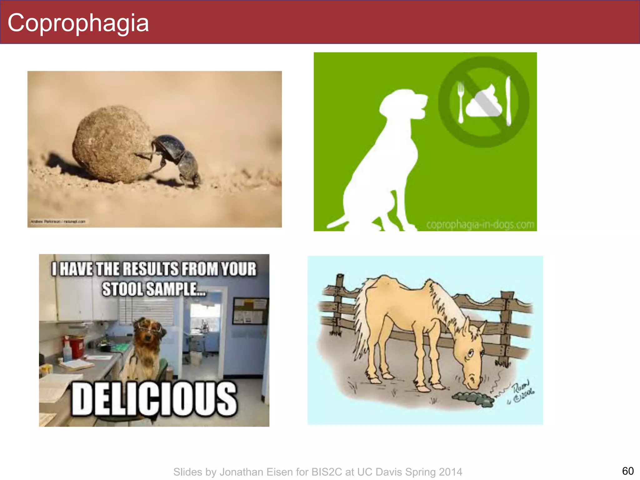 Slides by Jonathan Eisen for BIS2C at UC Davis Spring 2014
Coprophagia
60
 