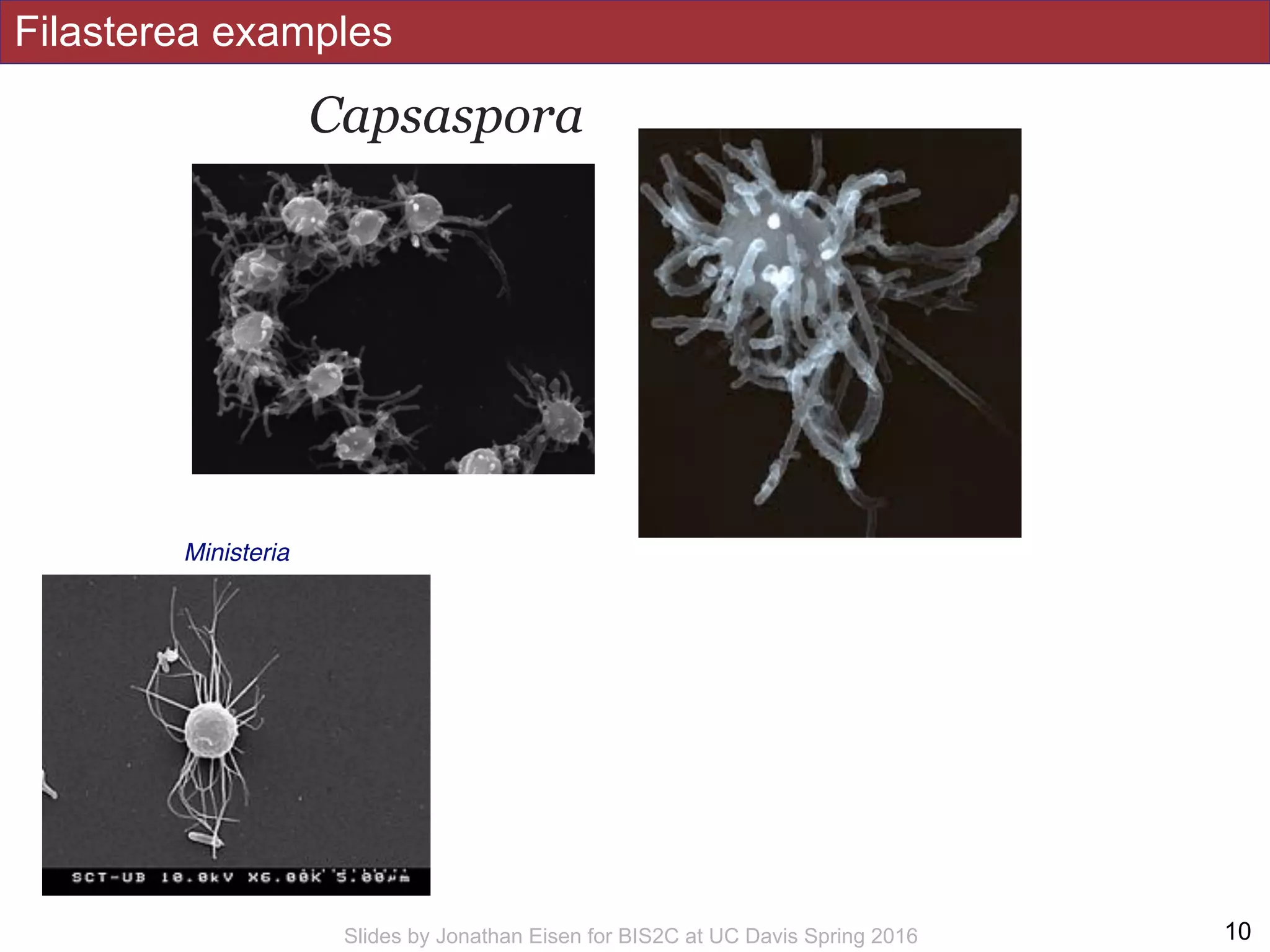 Filasterea examples
!10Slides by Jonathan Eisen for BIS2C at UC Davis Spring 2016
Ministeria
Capsaspora
 